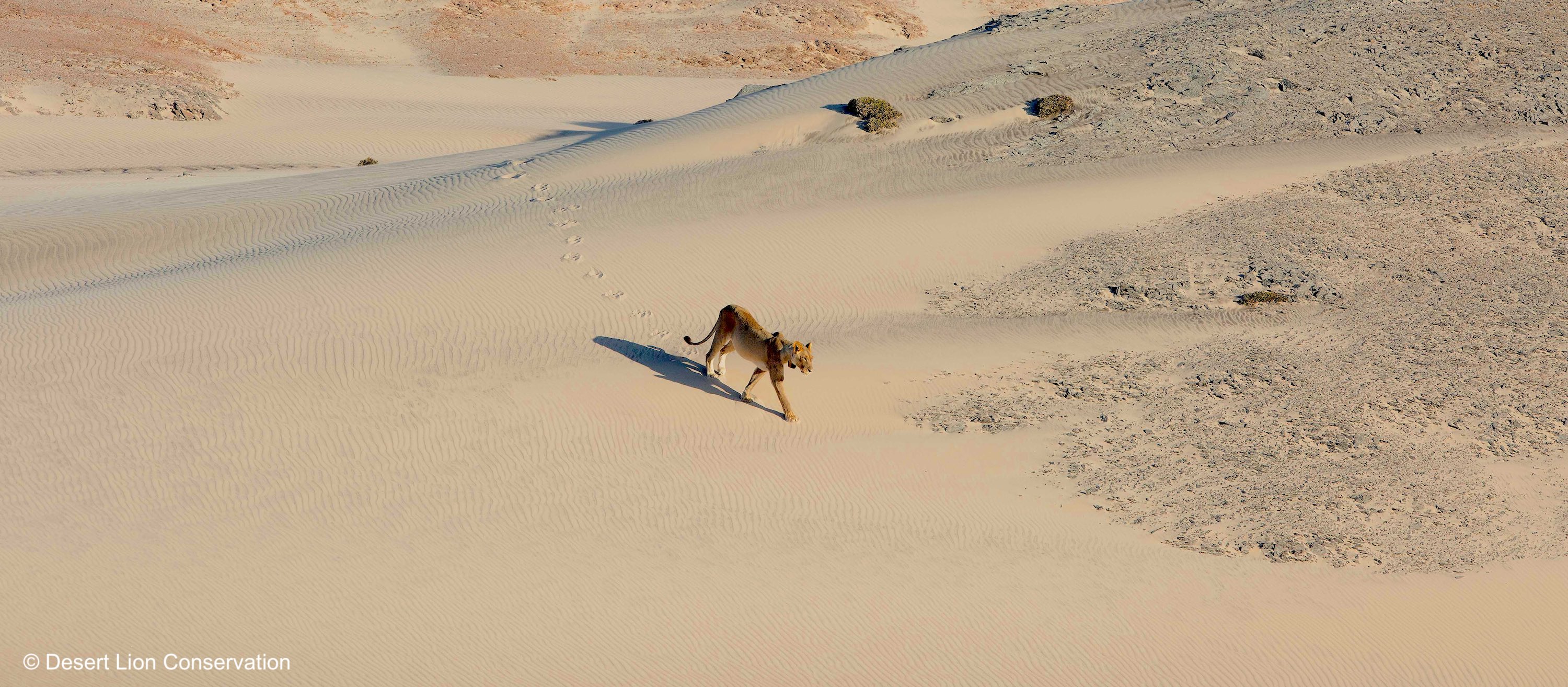 A lioness wearing a satellite collar walks through the desert sand.