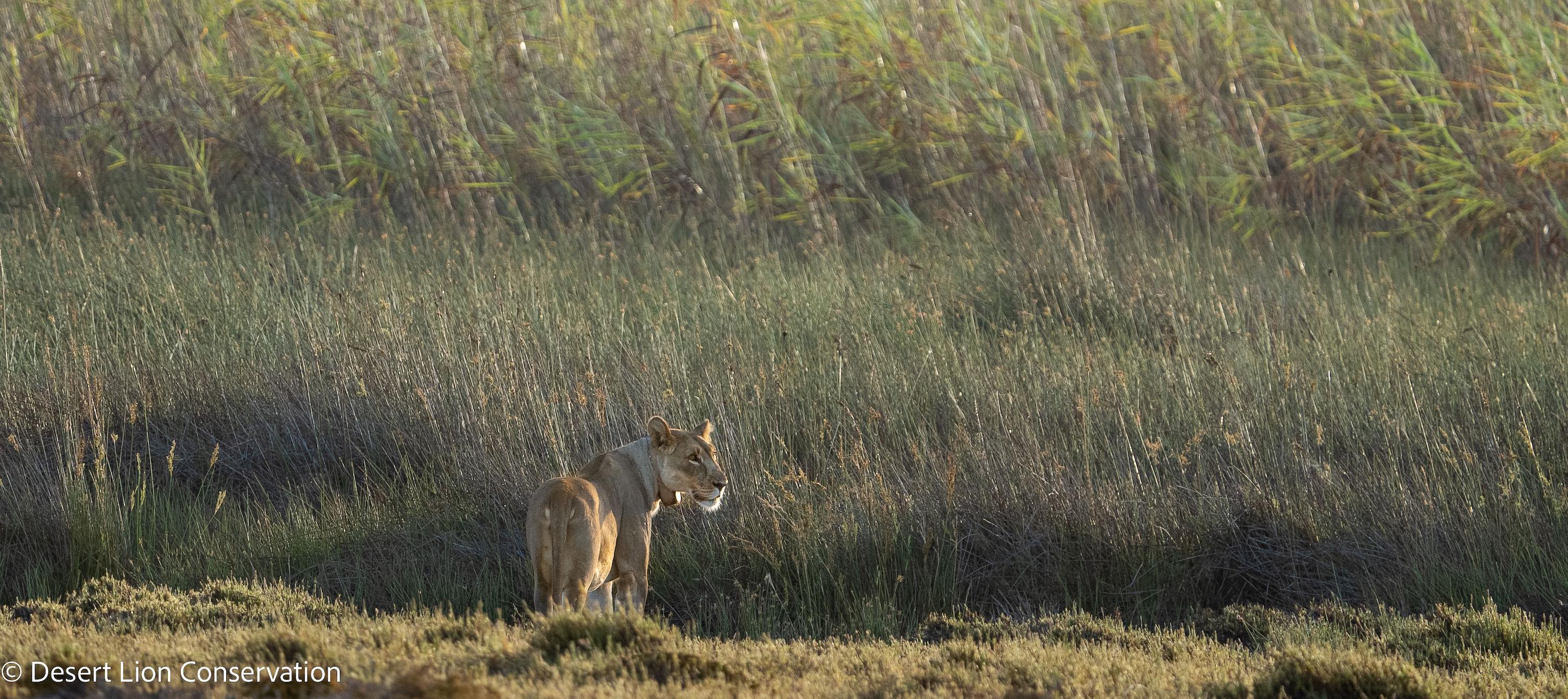 A lioness stands in front of a thick bed of reeds.