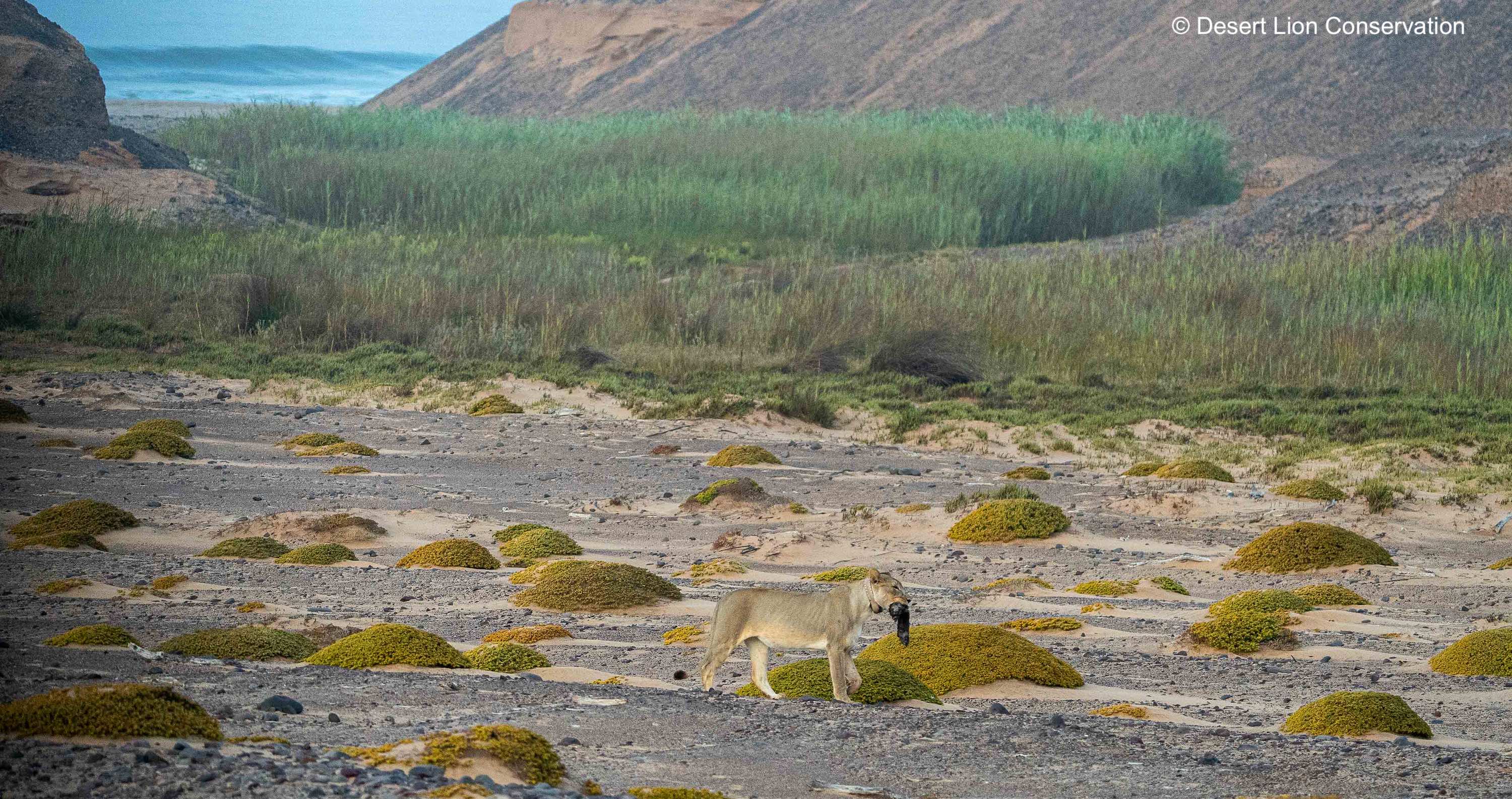 A lioness with a seal between her jaws, and the ocean in the background.