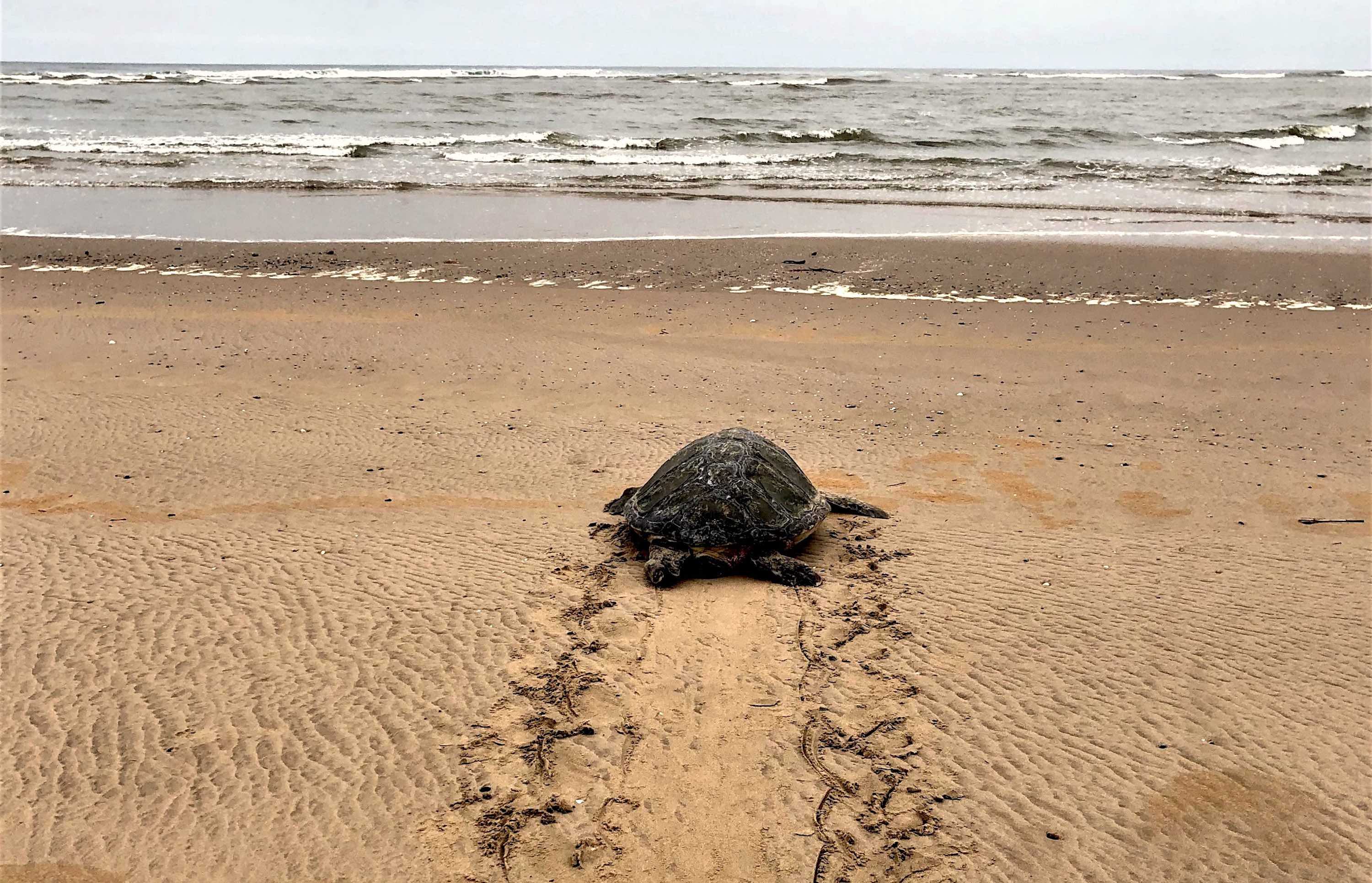 A green turtle heads back to the ocean, leaving a broad trail in the sand behind it.