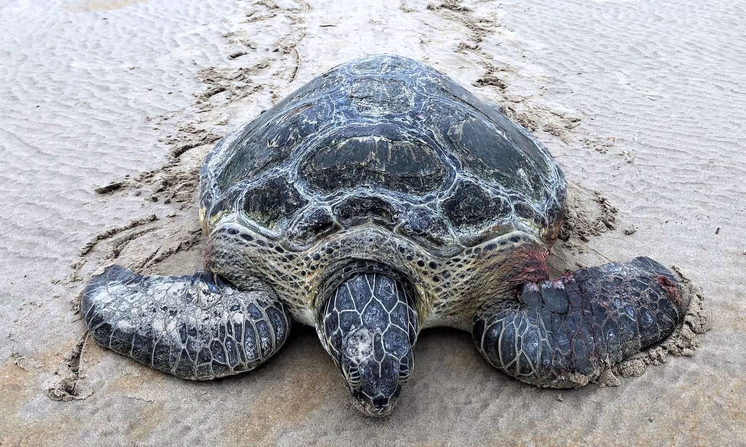 A green sea turtle on a beach and facing the camera.