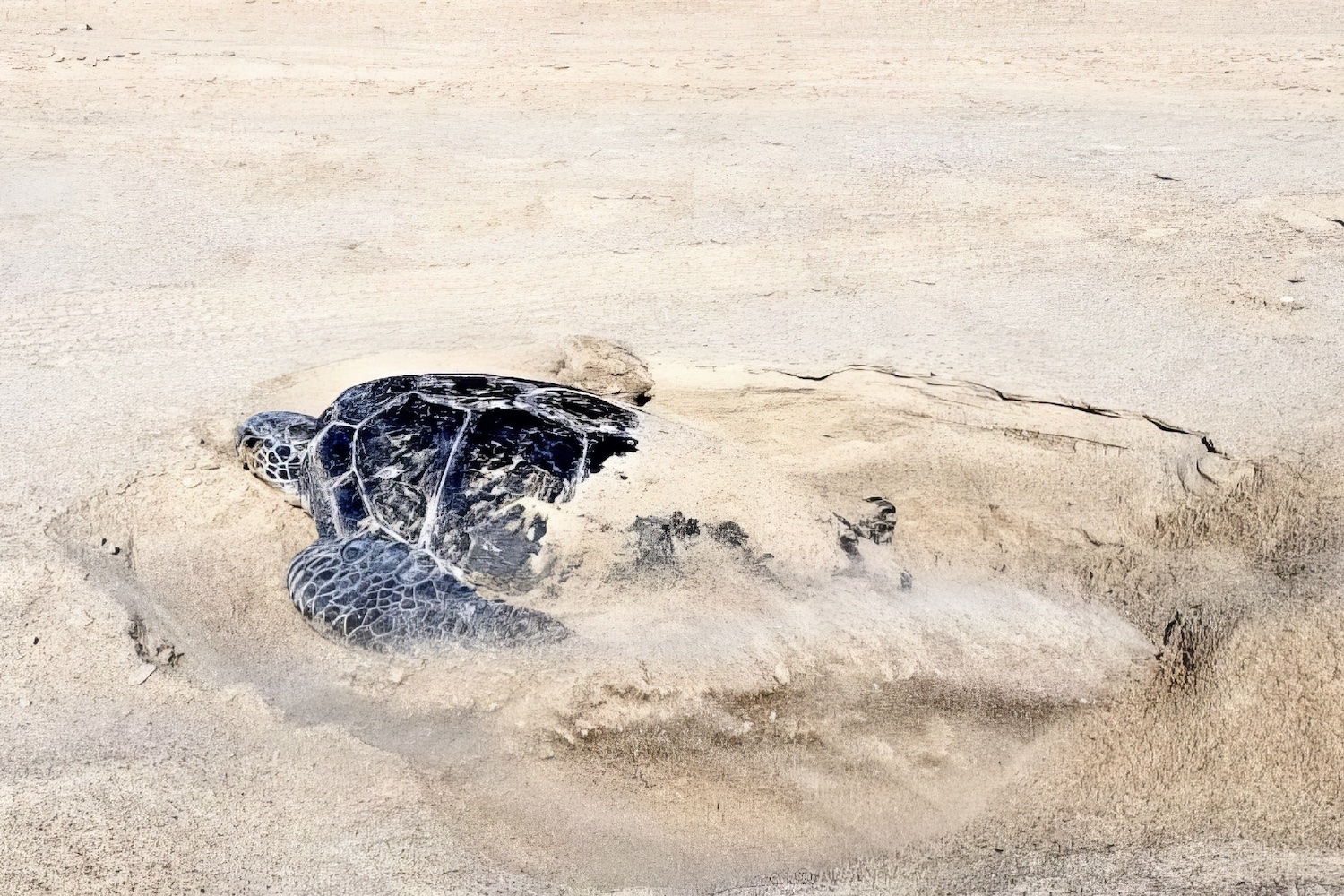 A green sea turtle partially buried in the sand.