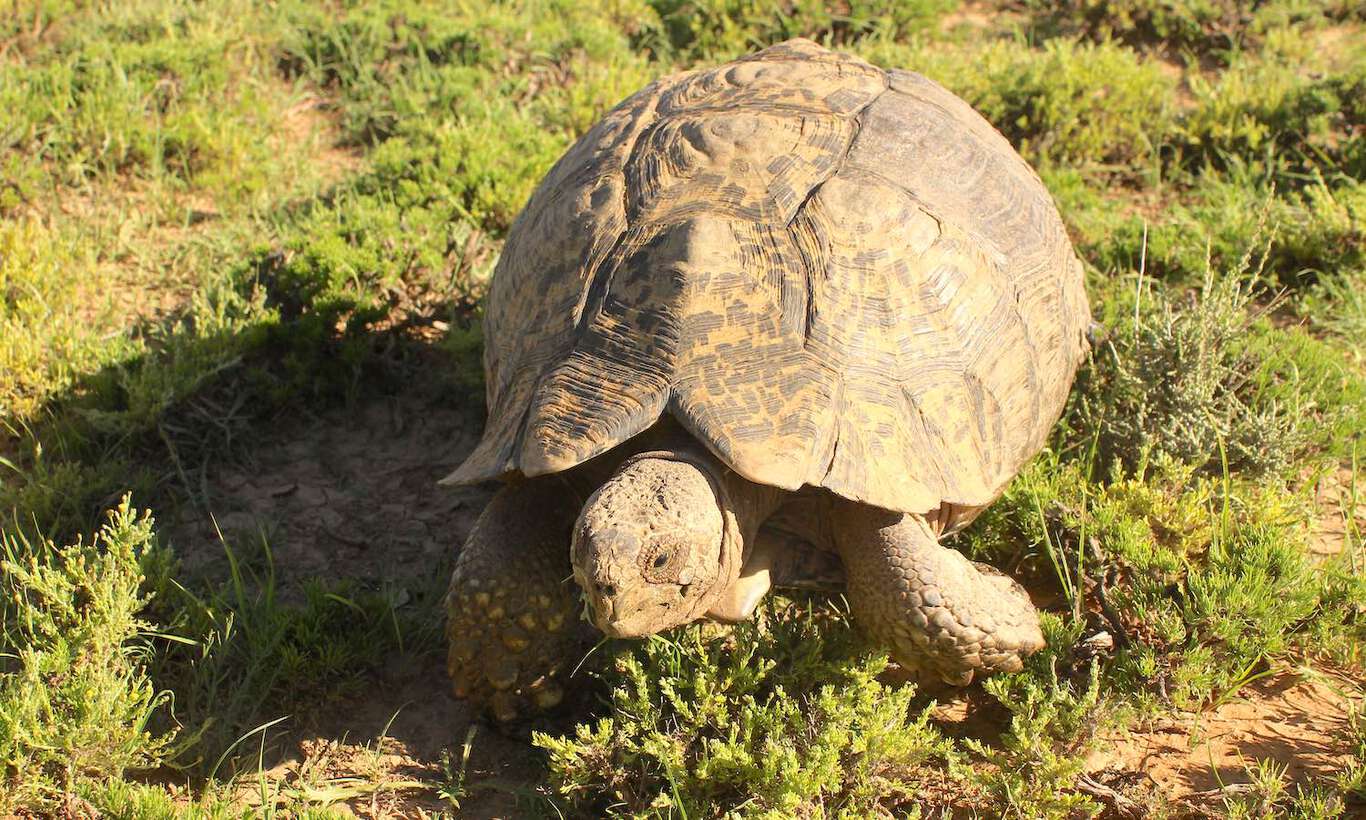 Getting to know Namibia's new marine visitor: Eight things you didn't ...