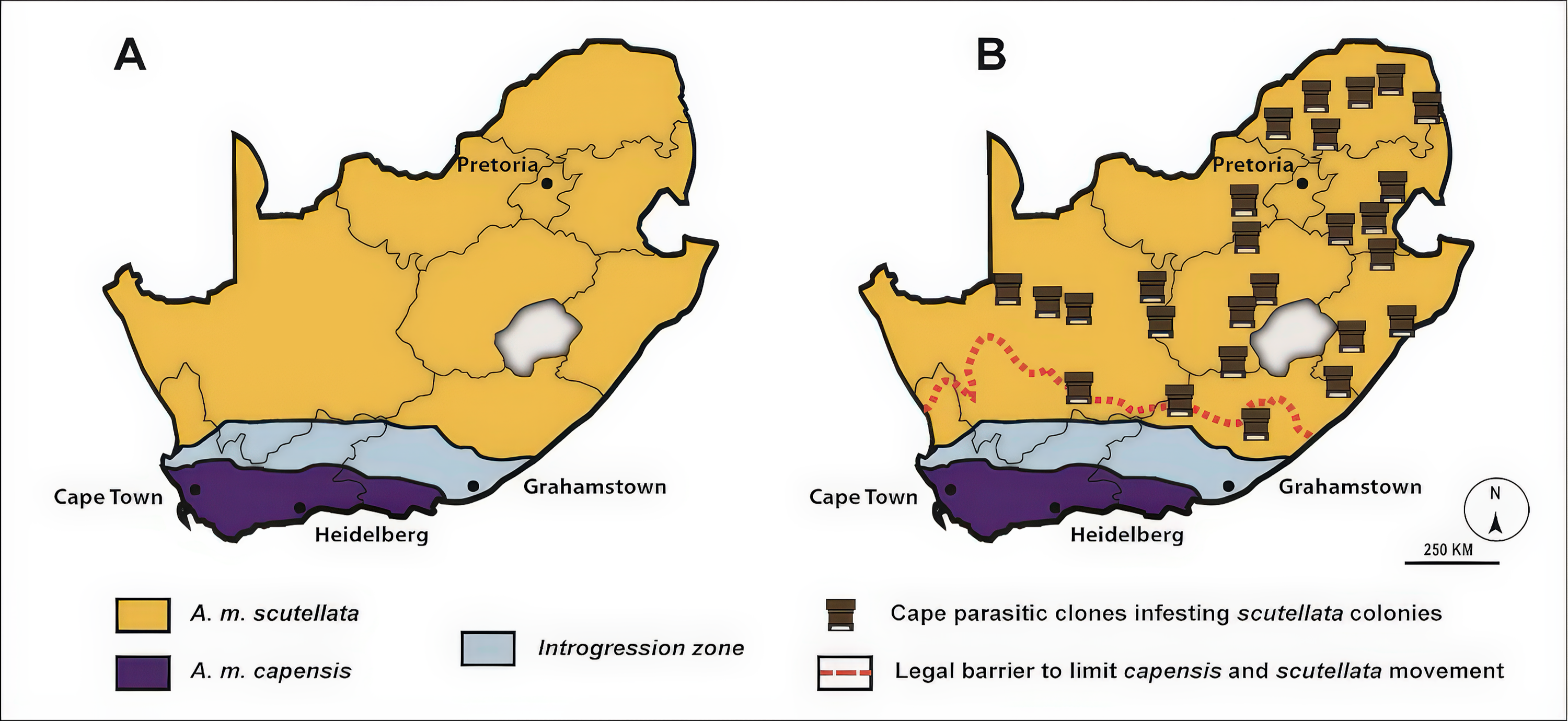 A map of South Africa showing bee distributions.