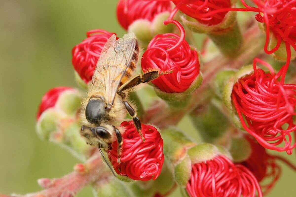 Closeup of a bee on a red flower.
