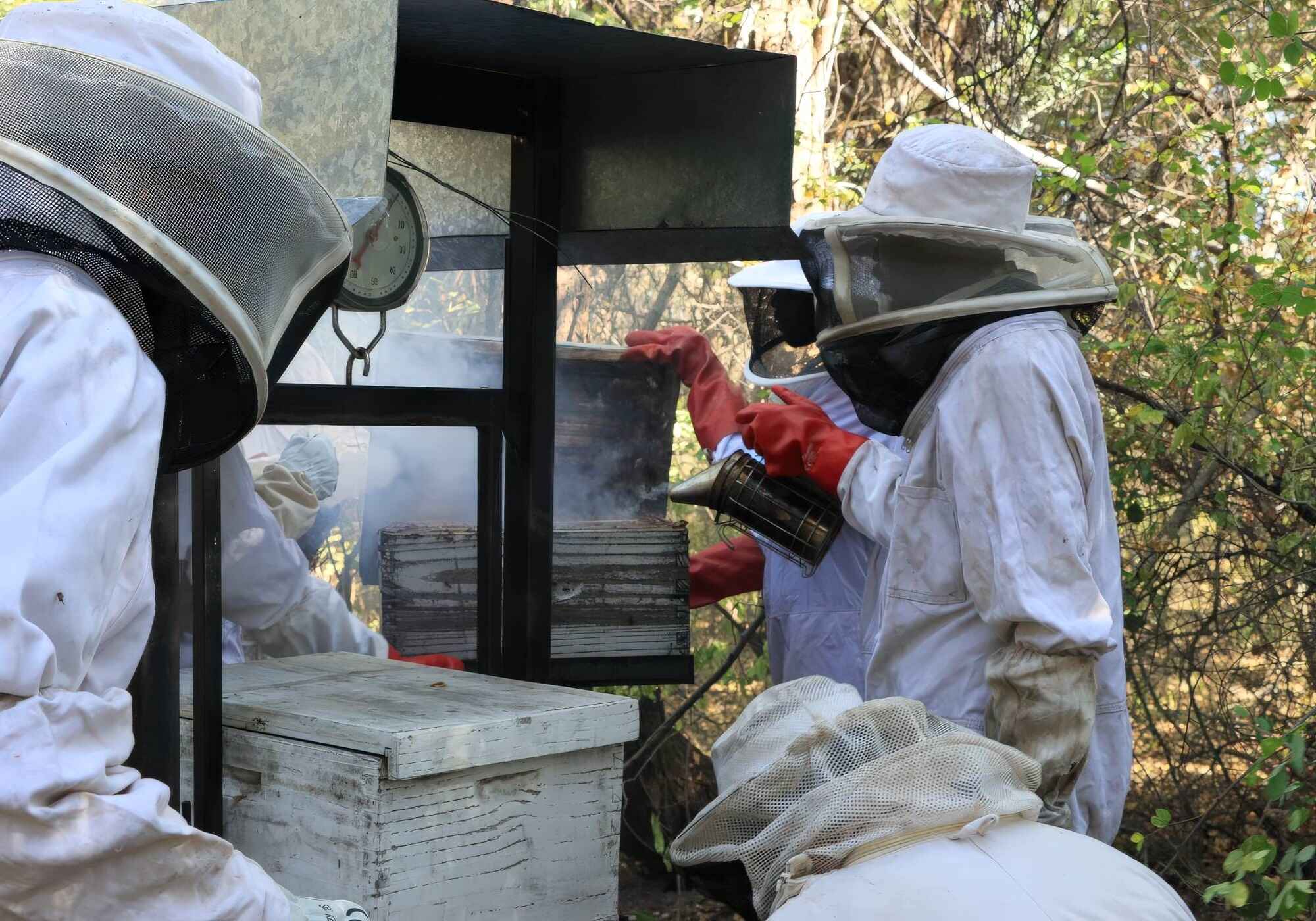 Beekeepers working with hives.