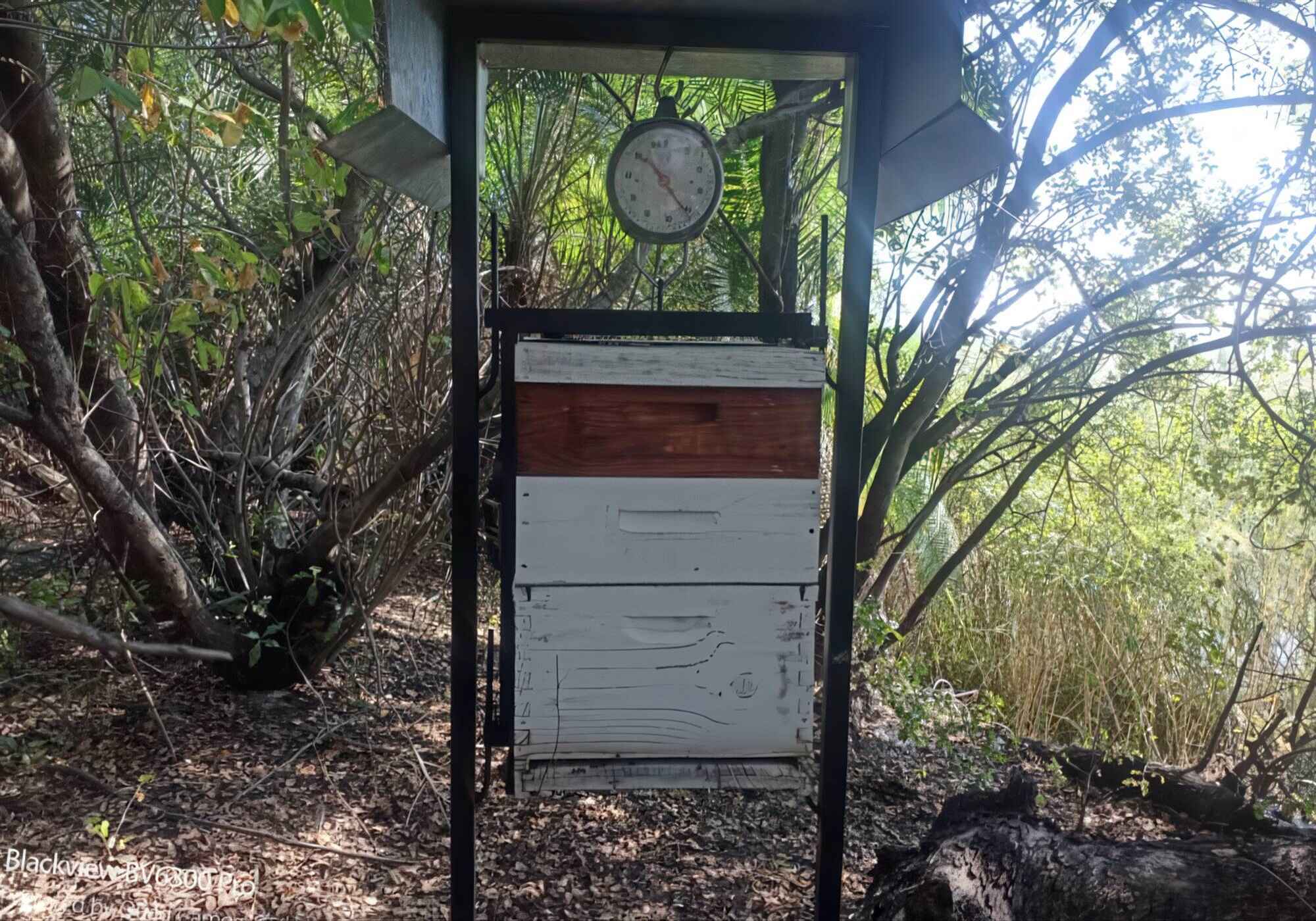 A beehive hanging from a scale in the woods.
