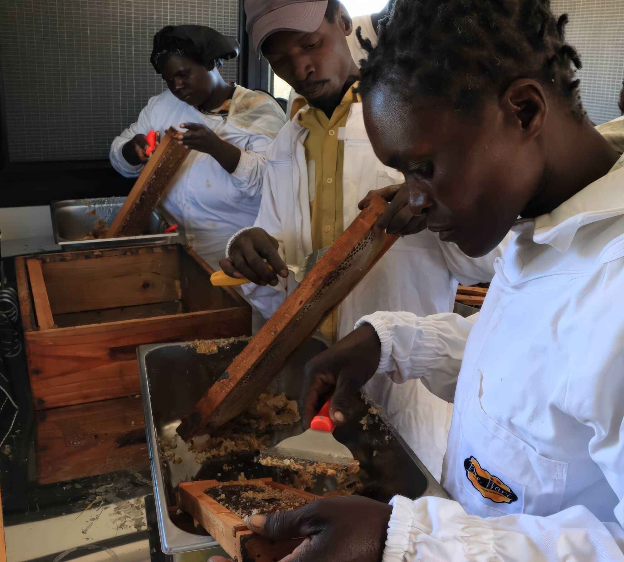 Workers removing raw honey from hives.