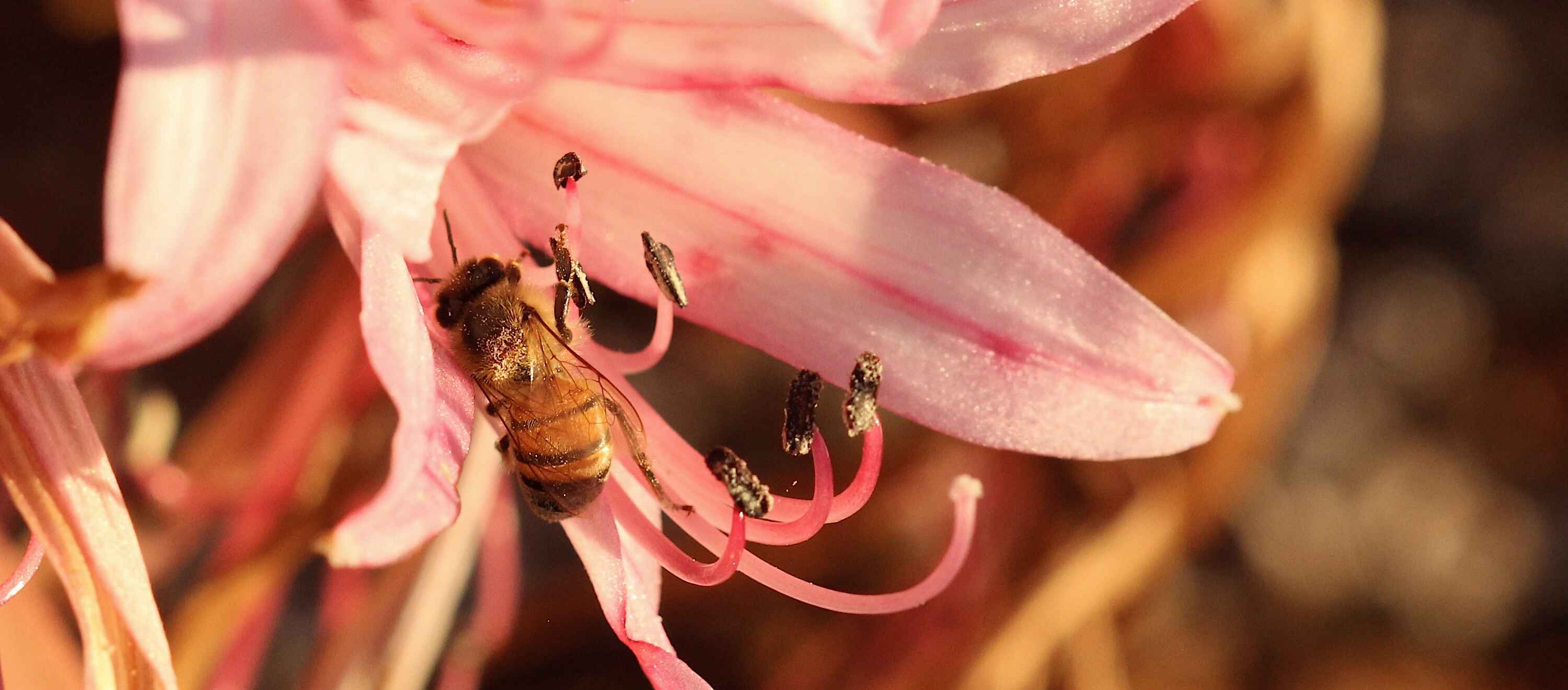 Closeup of a bee on a pink flower.