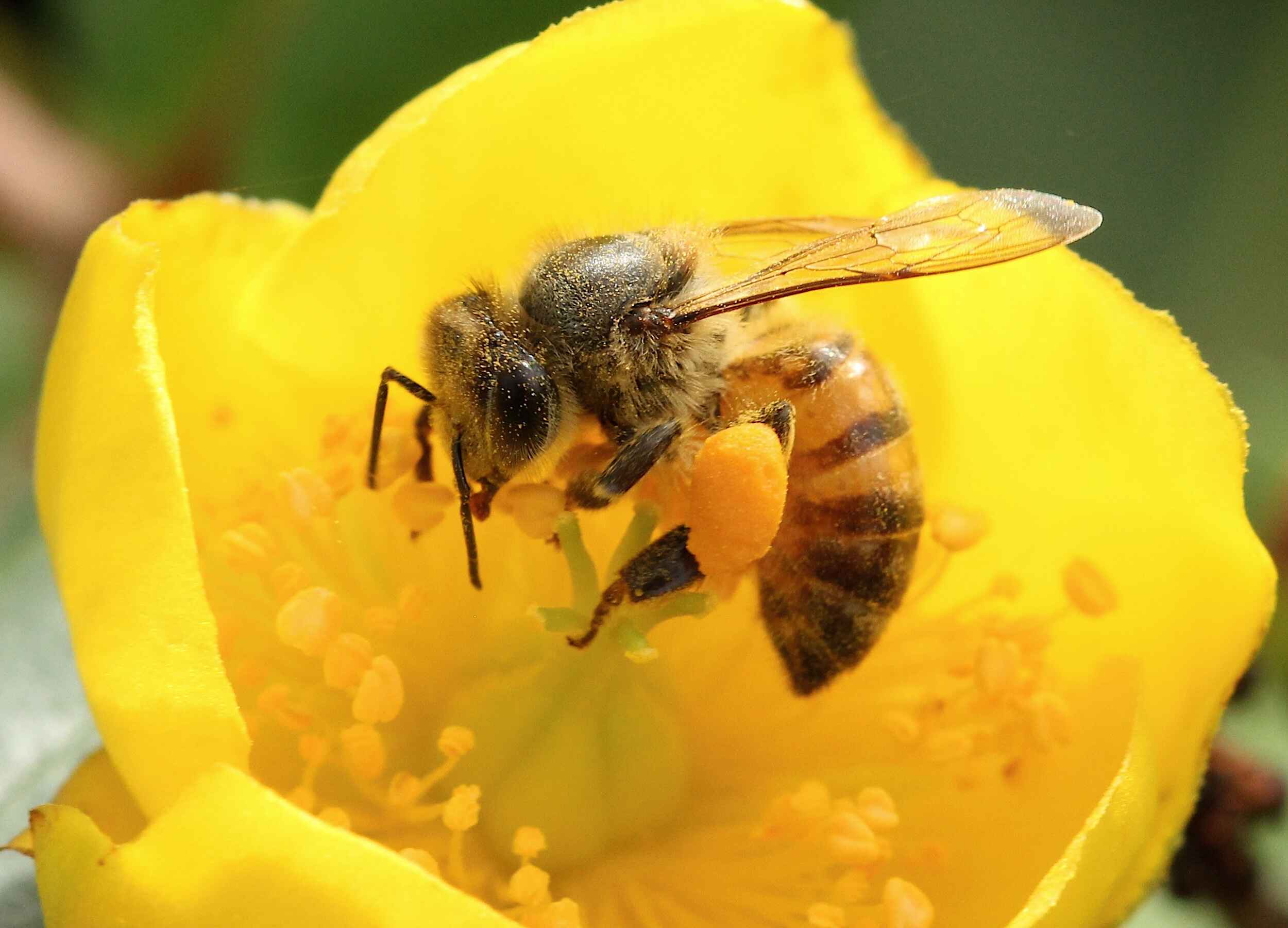 Closeup of a bee on a yellow flower.