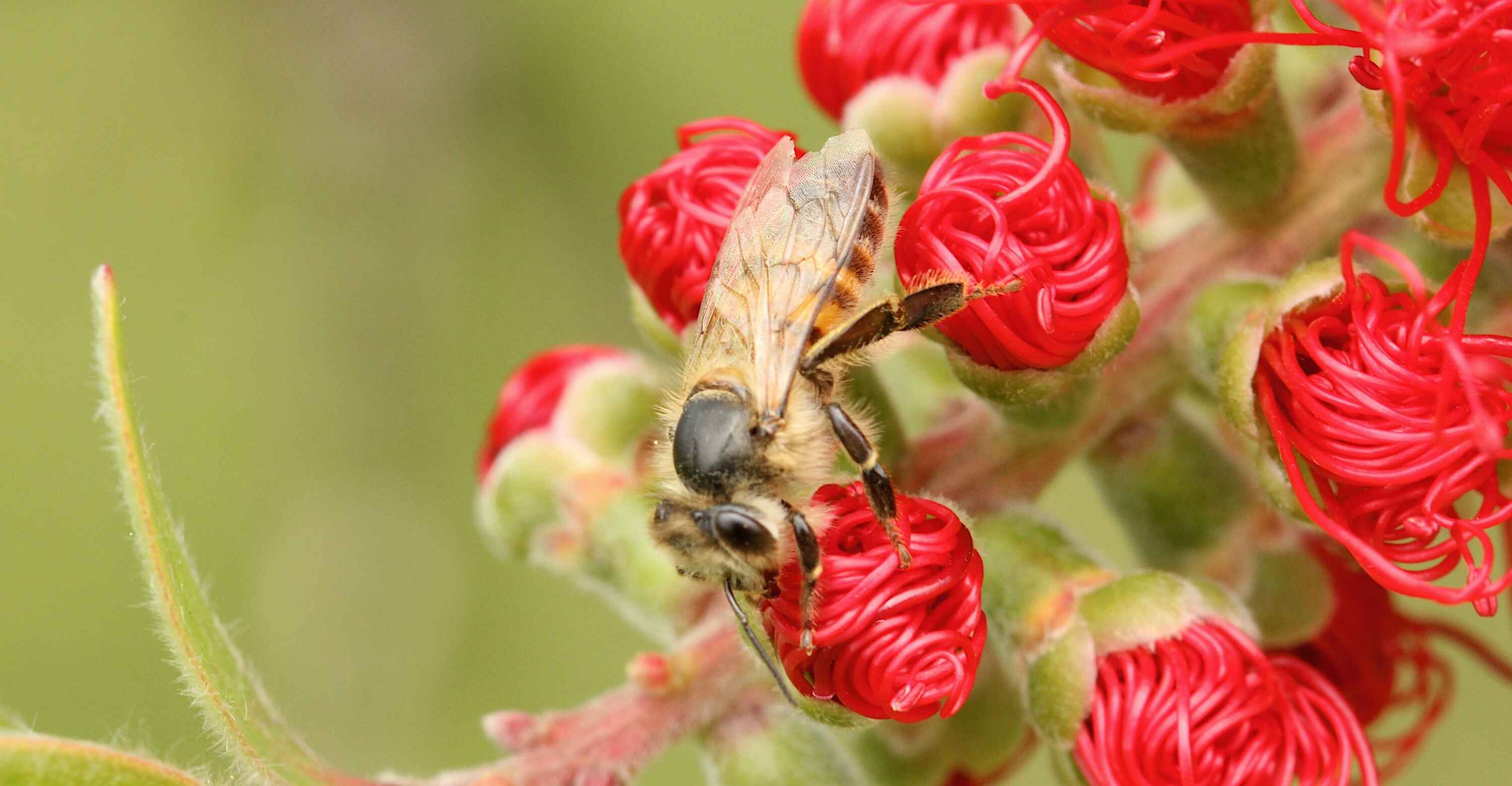 Closeup of a bee on a red flower.