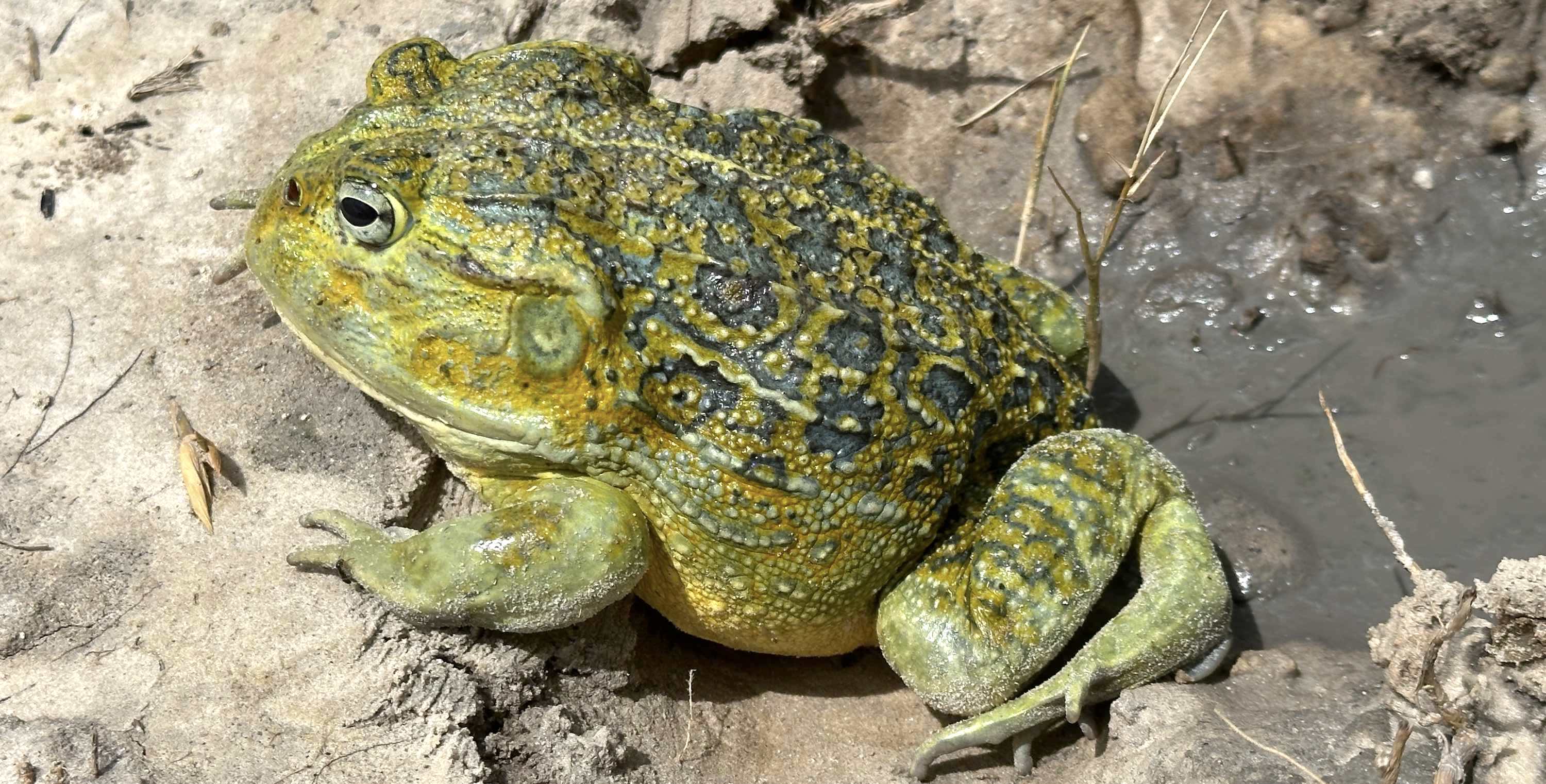 A large green, yellow, and black bullfrog sits in the mud.