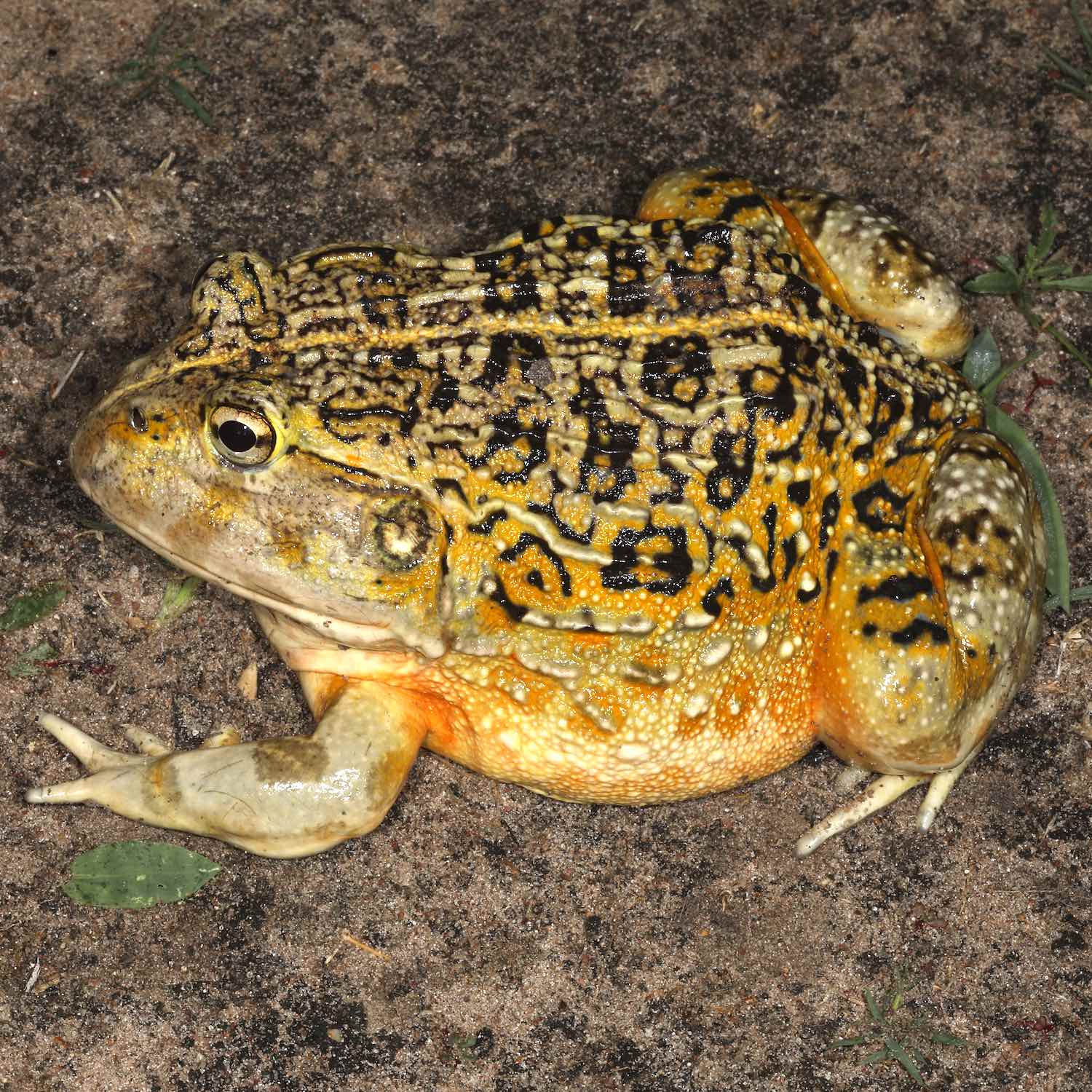 Top view of a black, yellow and orange Beytell's bullfrog.
