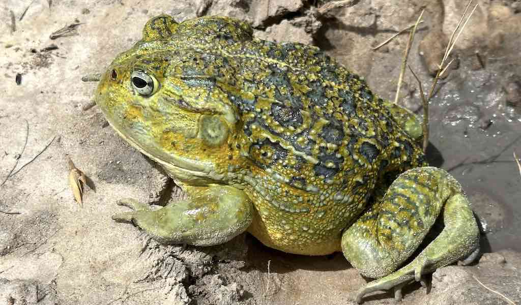 A large green, yellow, and black bullfrog sits in the mud.