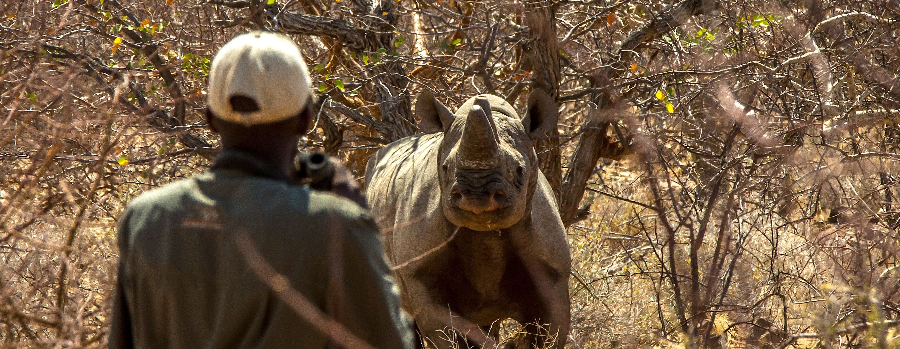 A ranger approaches a black rhino in thick bush, binoculars at the ready.