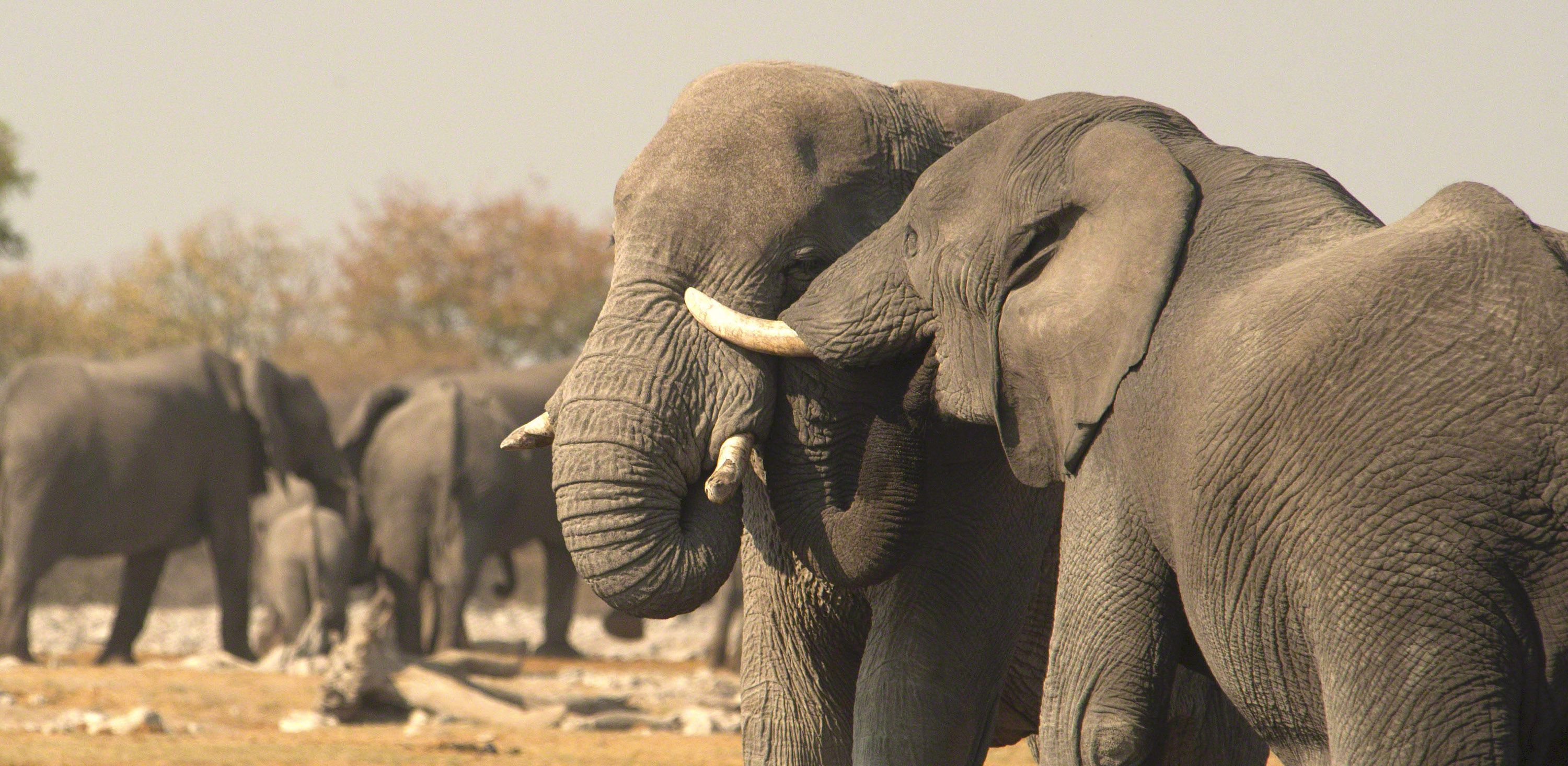 Two elephants tussle in the foreground of a larger group.