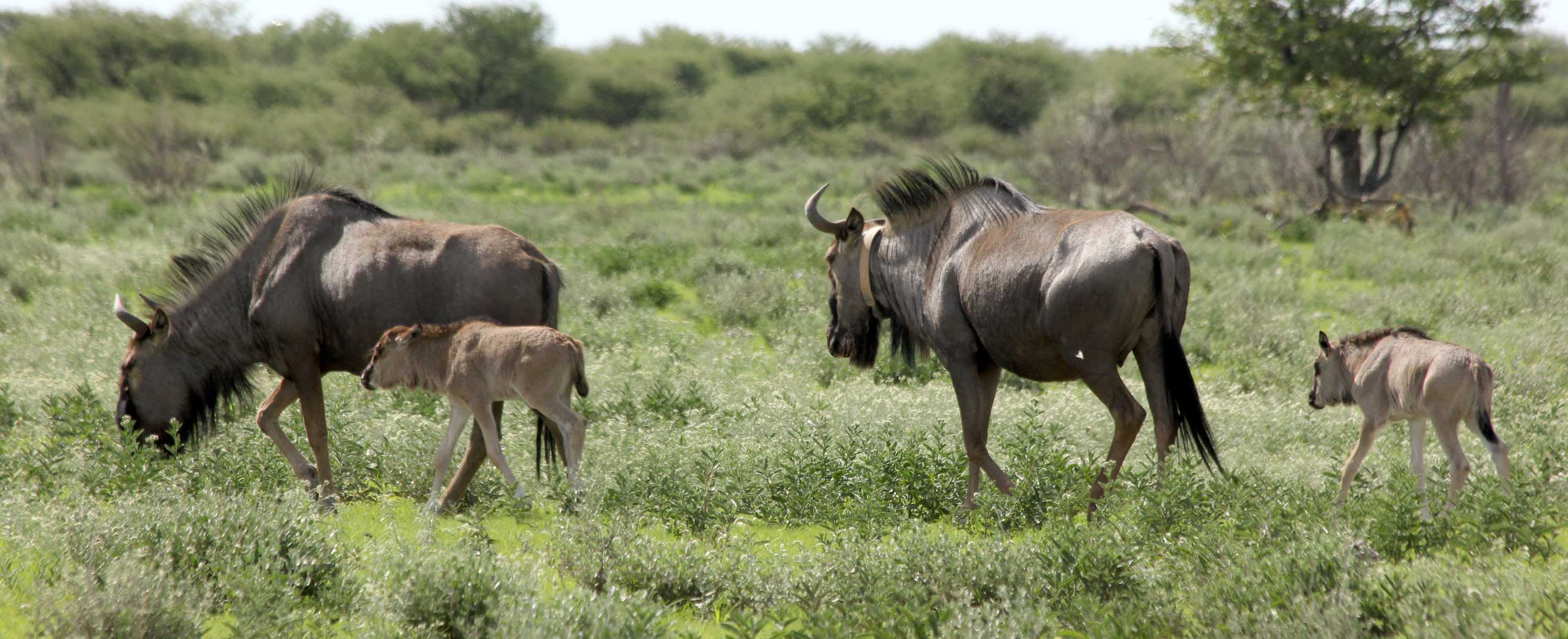 Two adults and two calves walk through greenery.