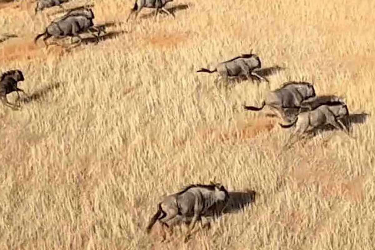 A game capture helicpter casts a shadow next to a herd of running Wildebeest.