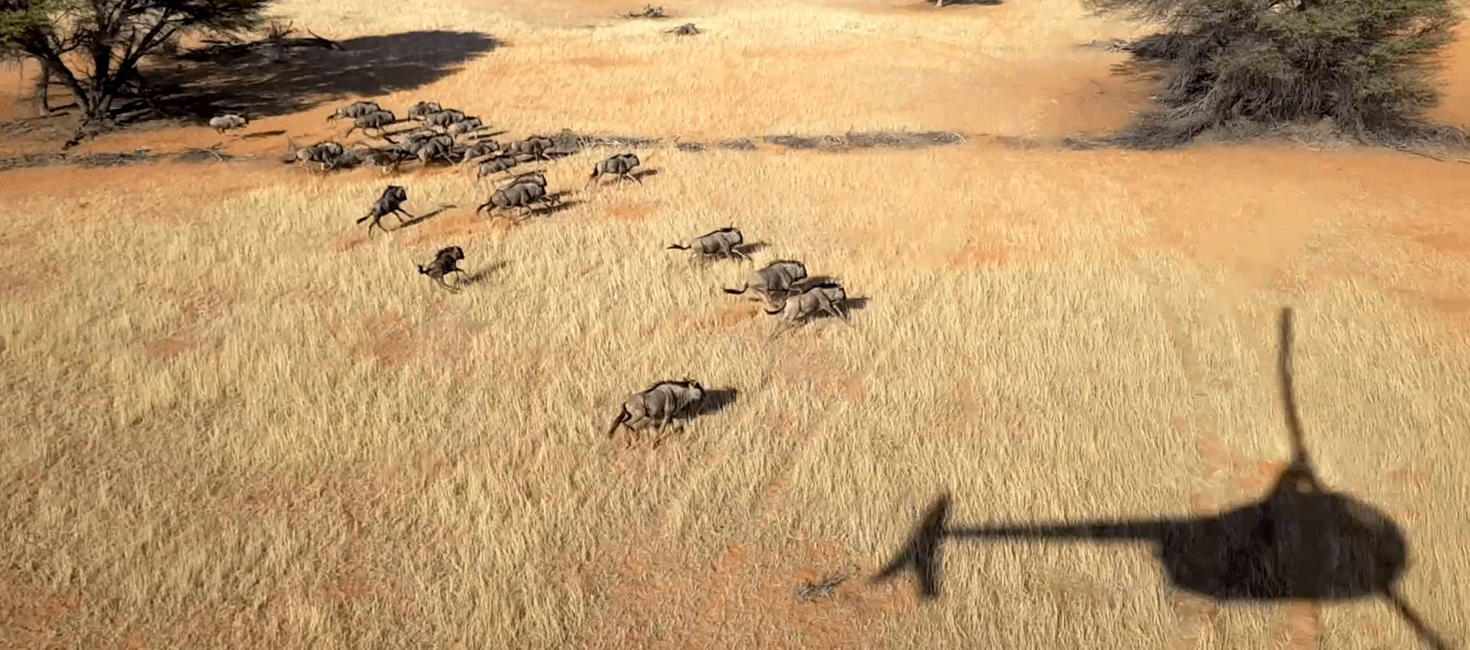 A game capture helicpter casts a shadow next to a herd of running Wildebeest.