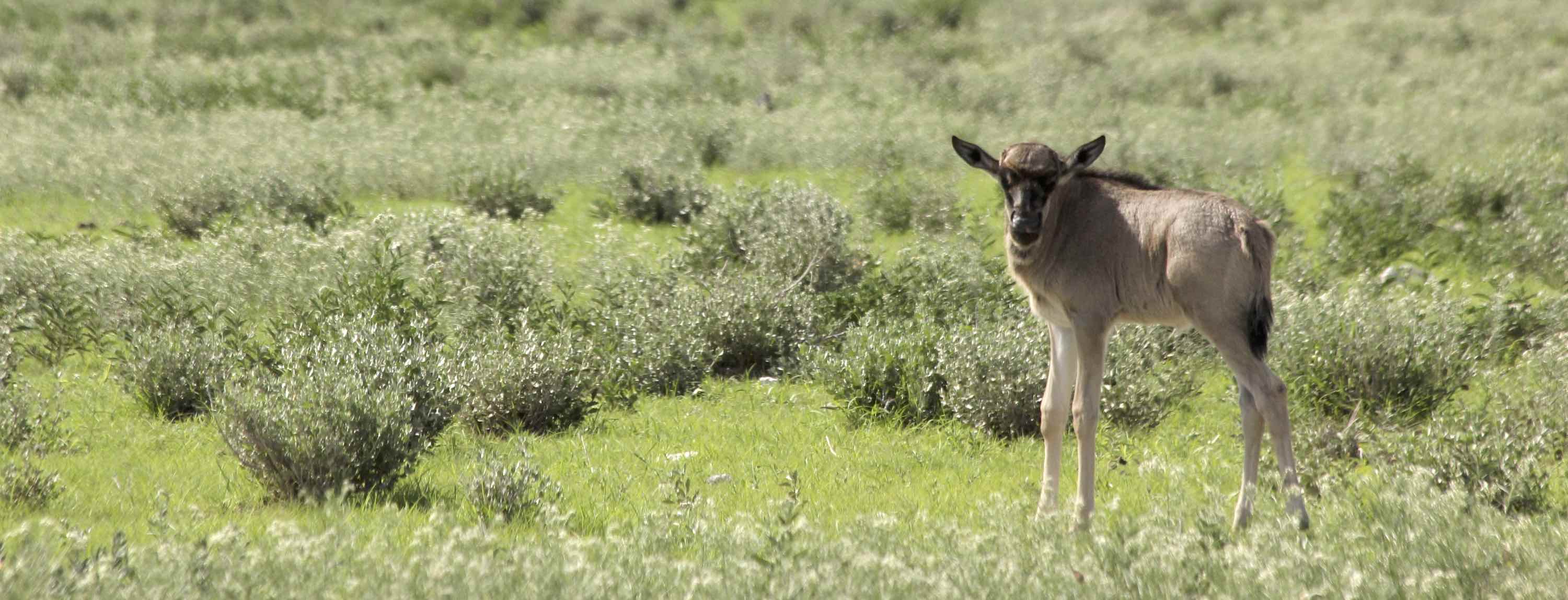 A single Wildebeest calf gazes towards the camera.