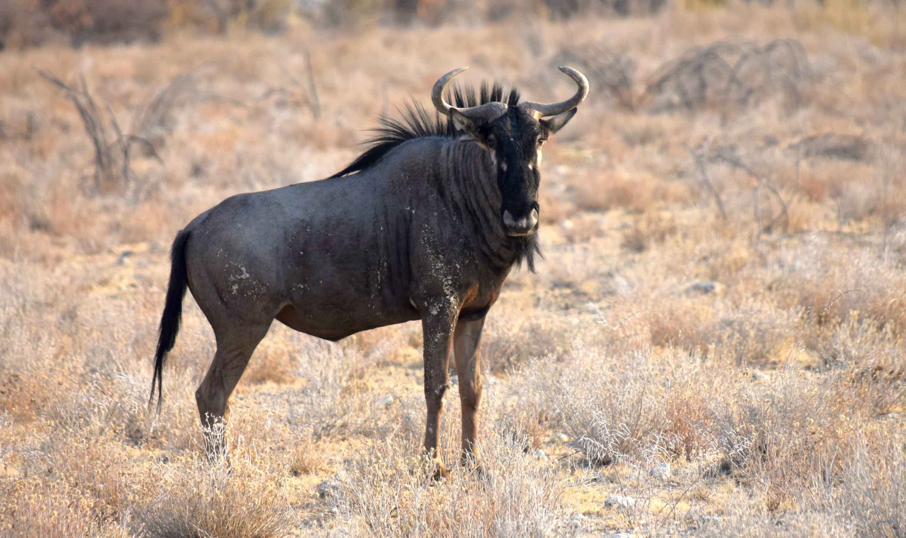 A single Wildebeest stands looking at the camera.