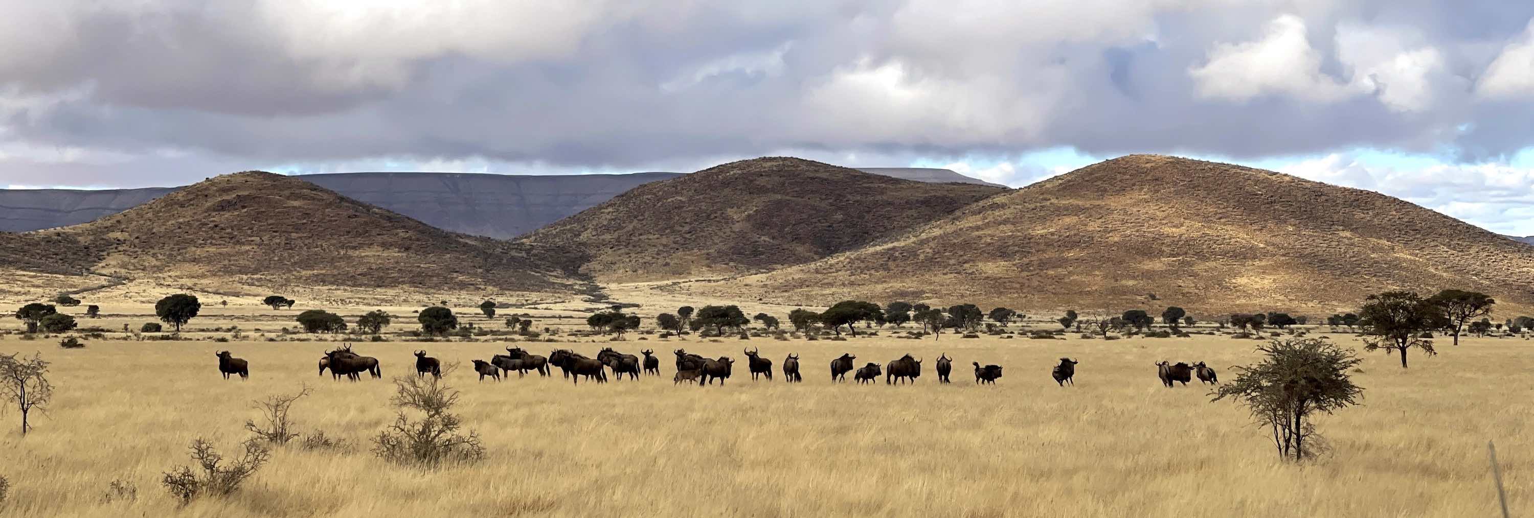 A wide landscape view of a herd of wildebeest.