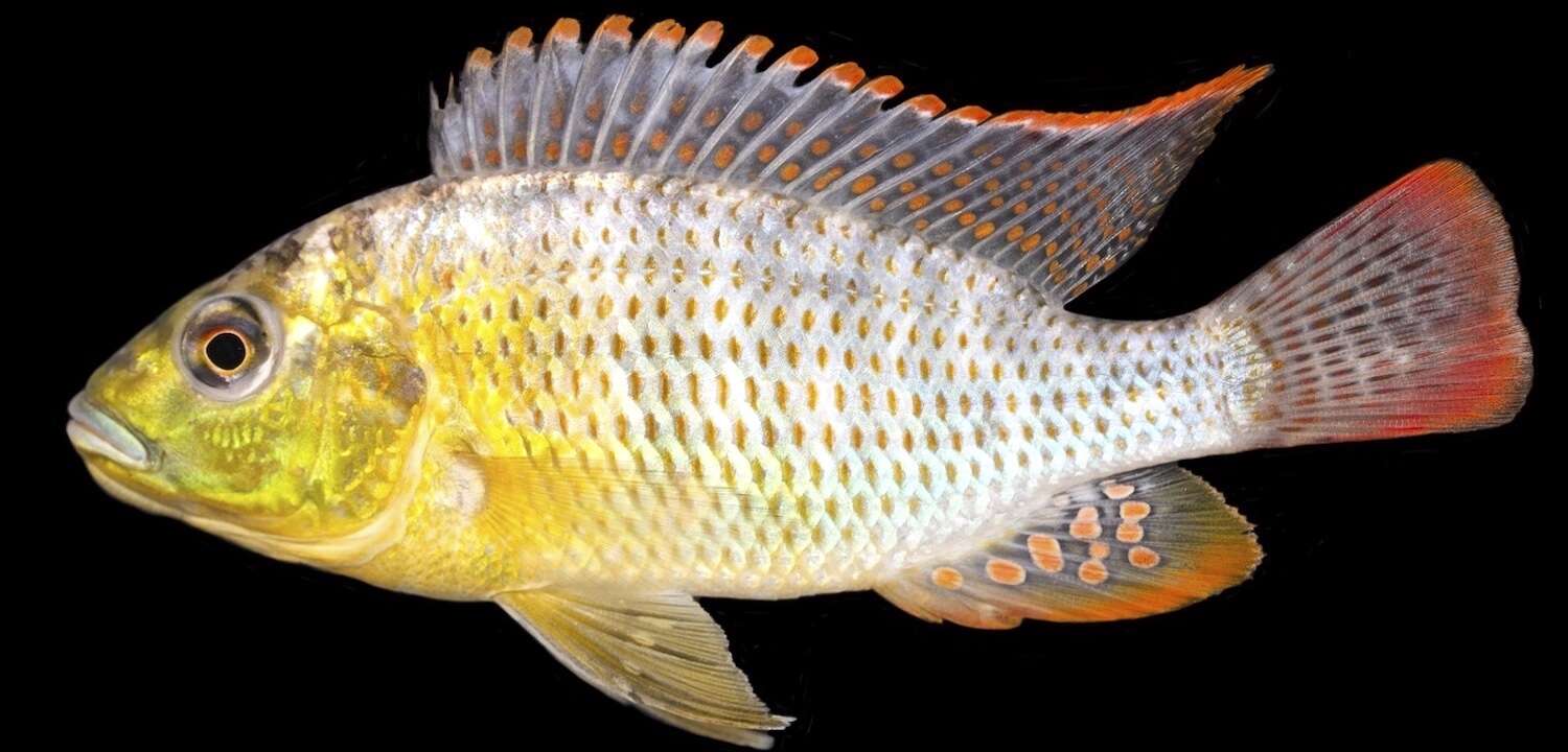 Book Review Inland Fishes And Fisheries Of Namibia Book Review Inland Fishes And Fisheries Of Namibia
