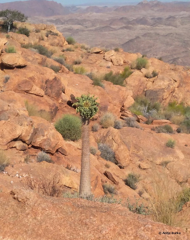 A succelent tree growing amongst the red mountains of the south.