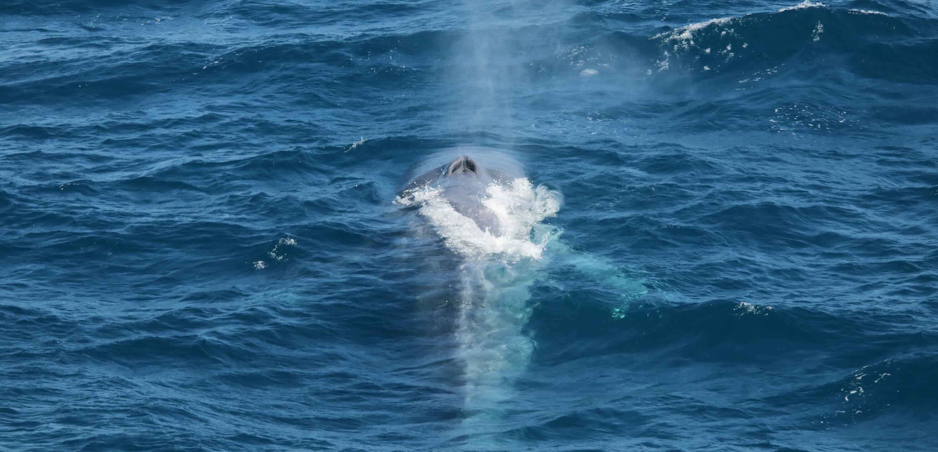 A blue whale calf surfaces to breathe.