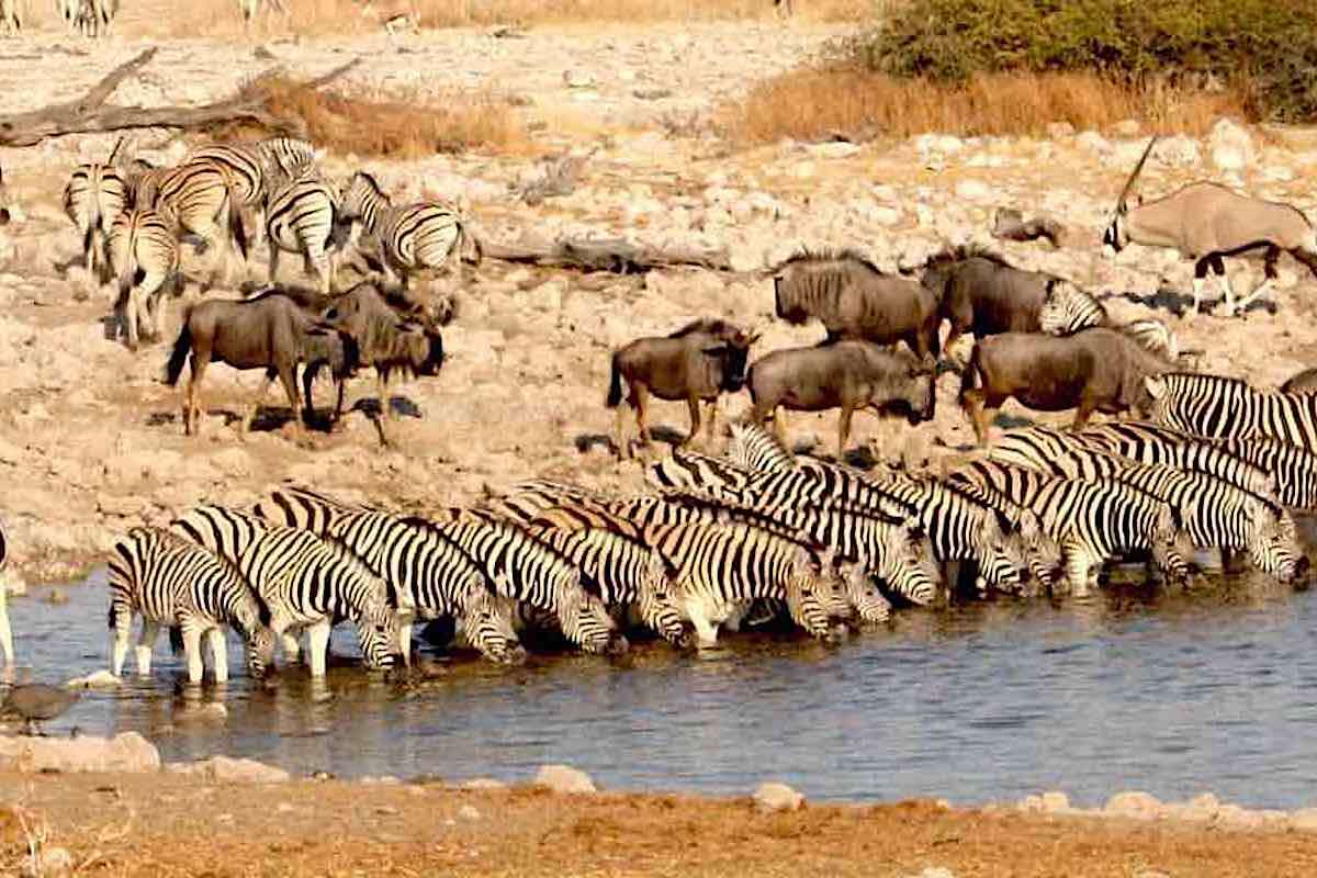 Hordes of wildebeest, zebra and guinea fowl crowding around a waterhole.