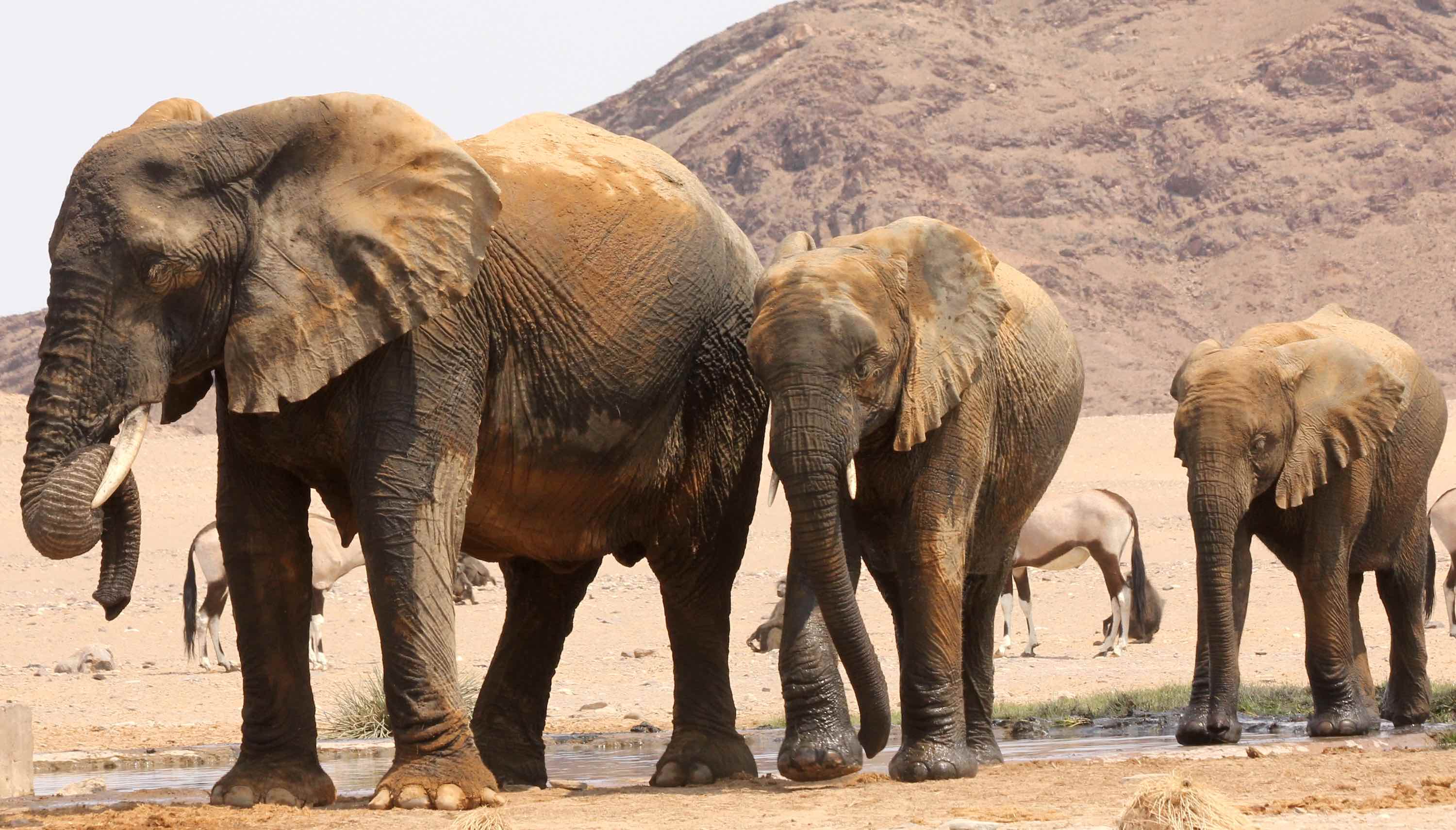 Three elephants at a waterhole.