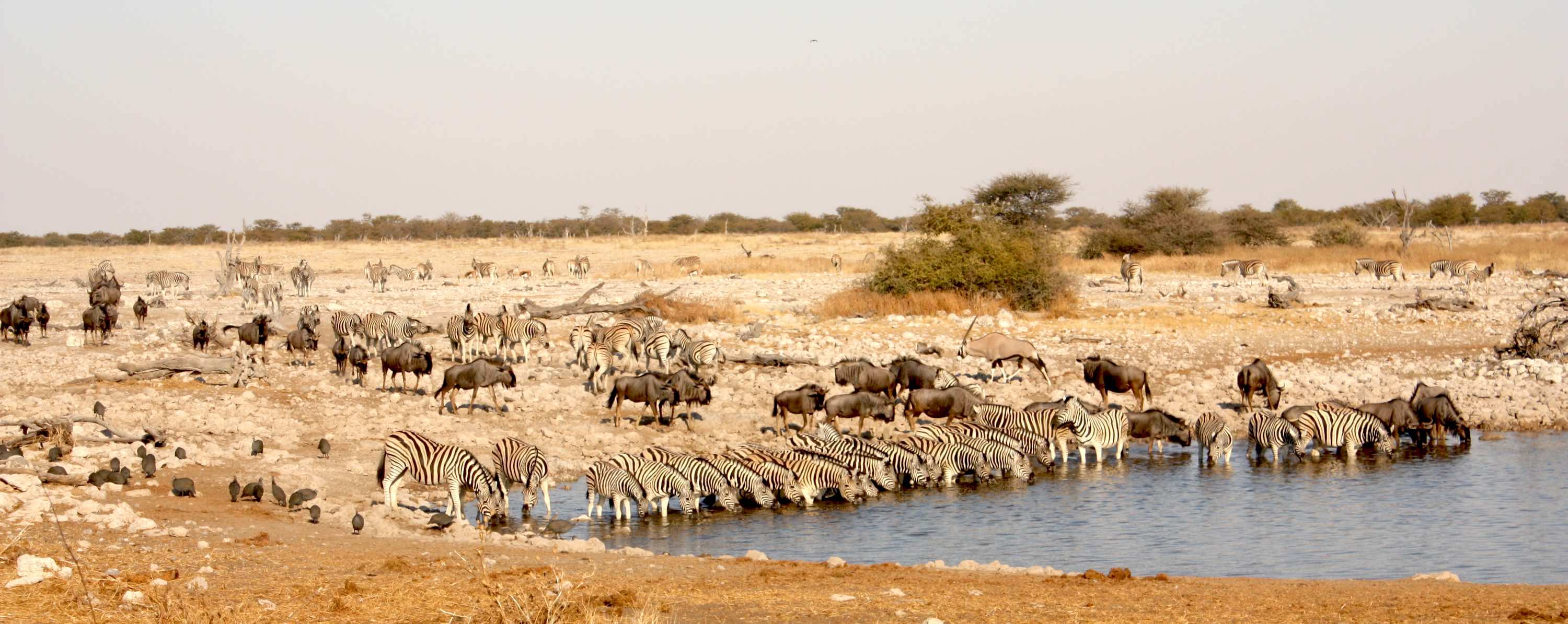 Hordes of wildebeest, zebra and guinea fowl crowding around a waterhole.