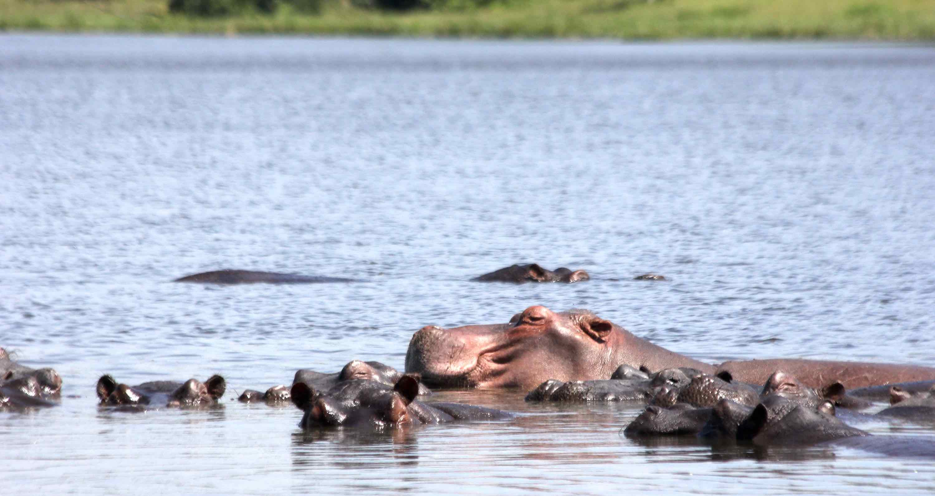 A pod of hippos bathing in a wide river.