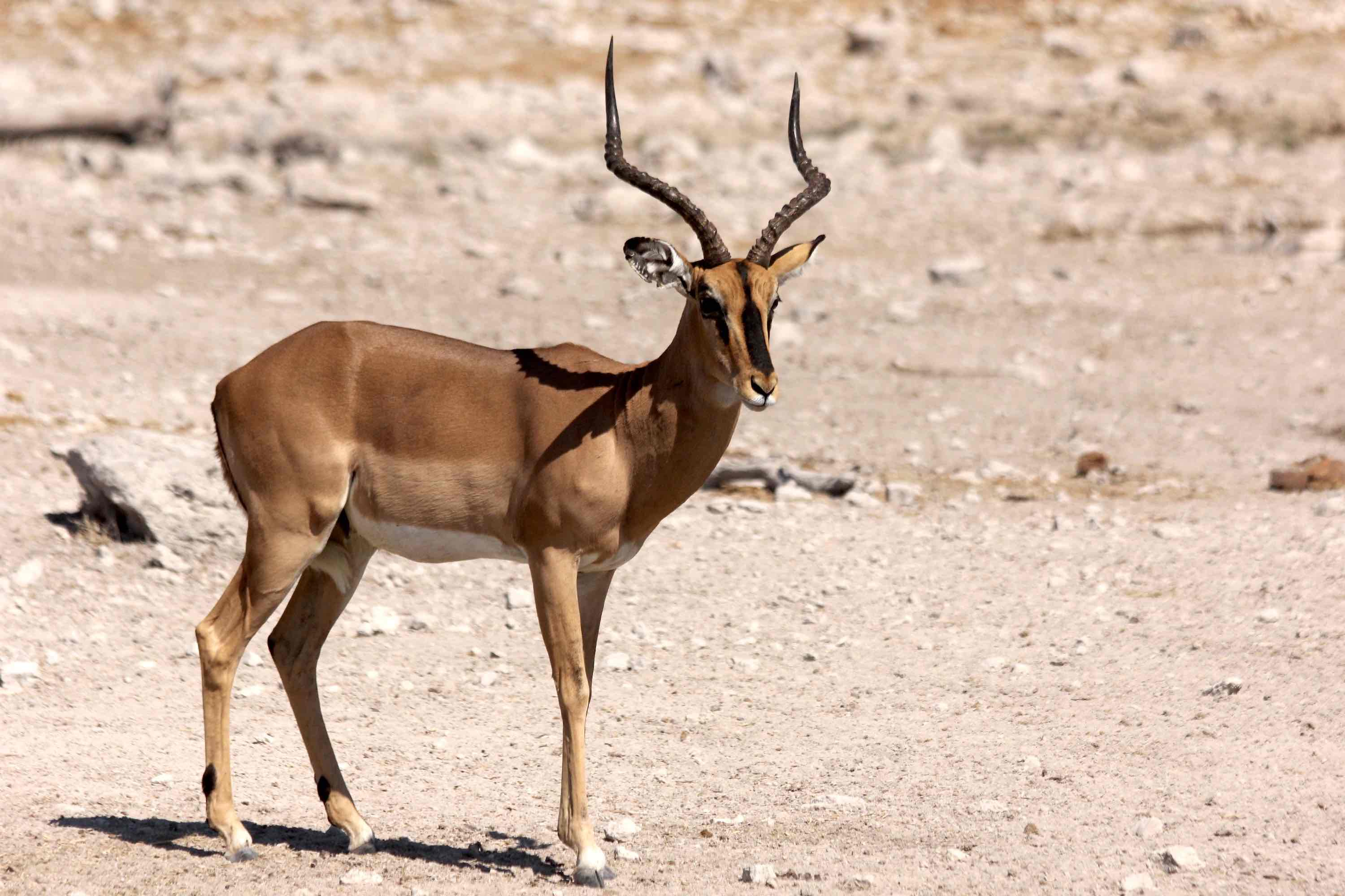 A single Impala standing on a barren plain.