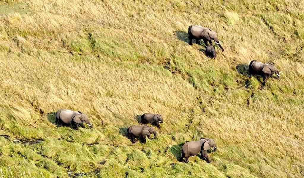 A group of seven elephants is clearly visible from the air.