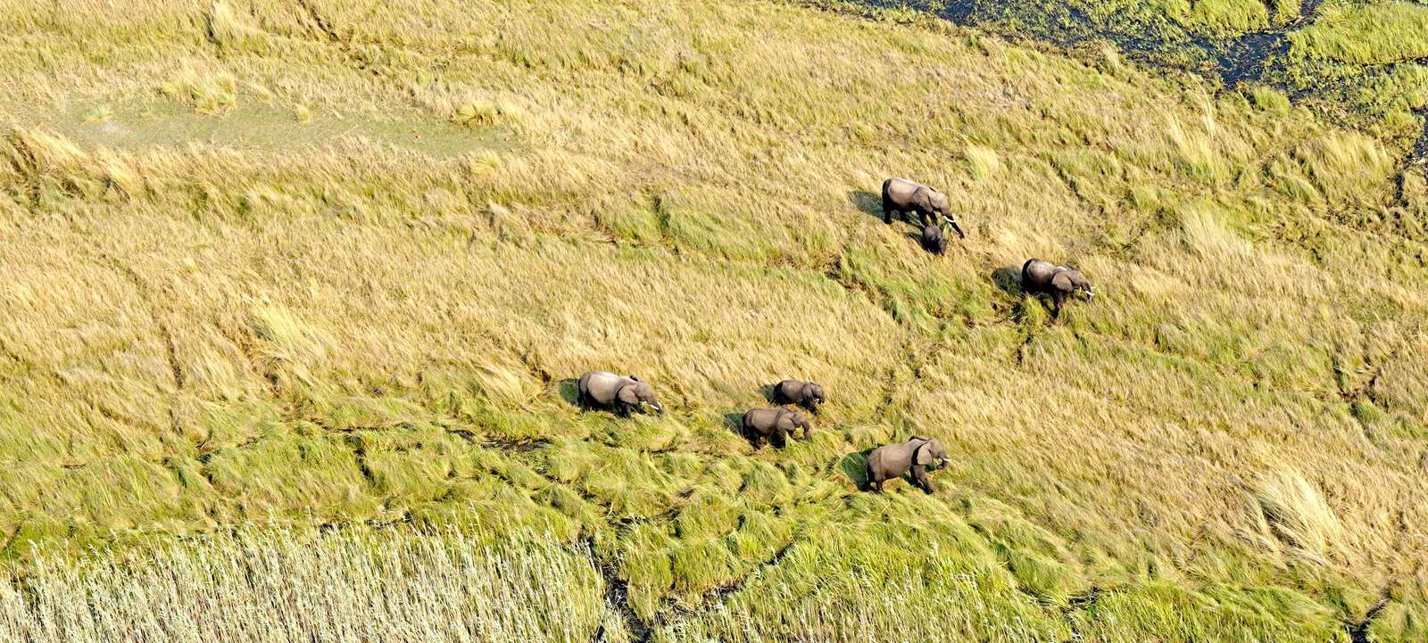 Namibia's elephant numbers confirmed by regional aerial survey