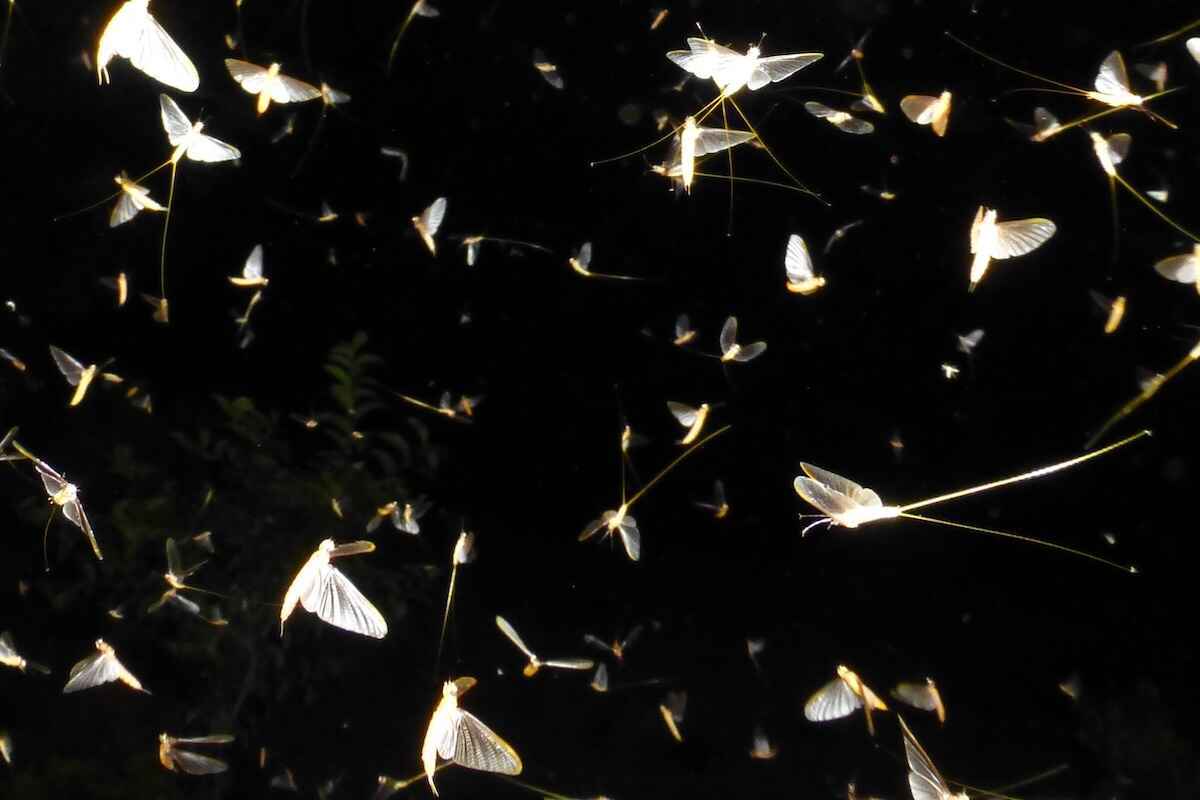 Closeup of a bee on a red flower.