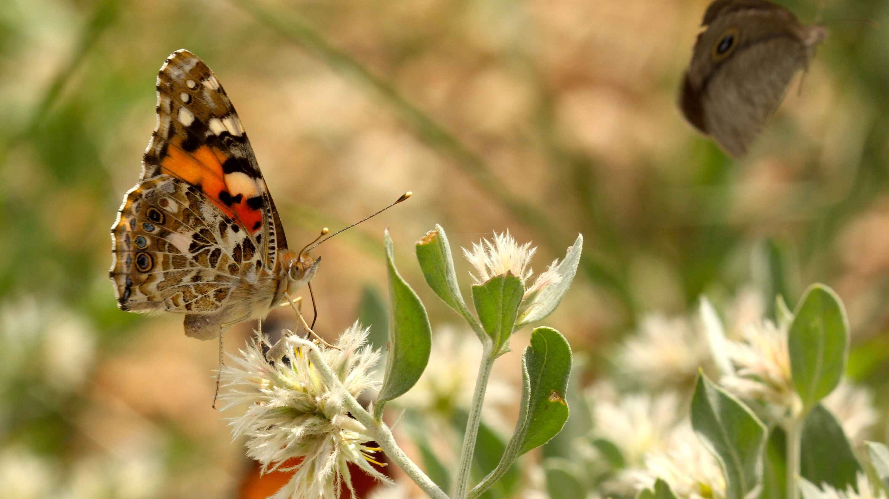 Macro photograph of a butterfly standing on a flower.