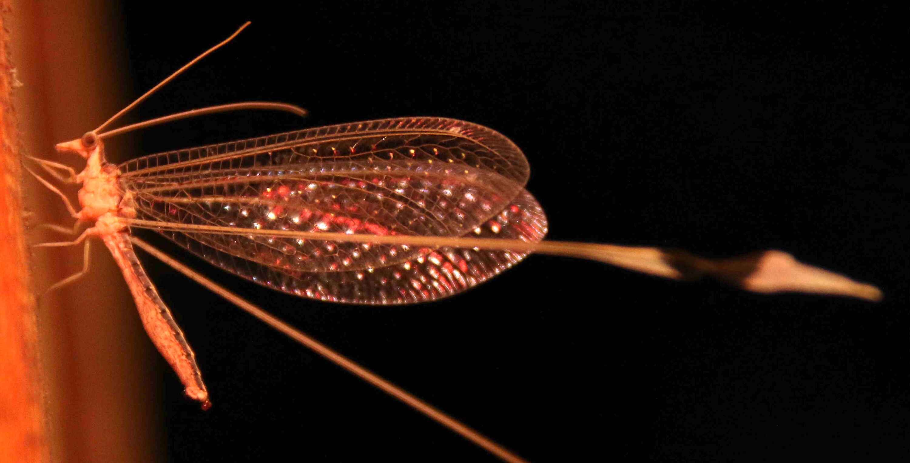 Macro photograph of reddish insect with brilliant wings.