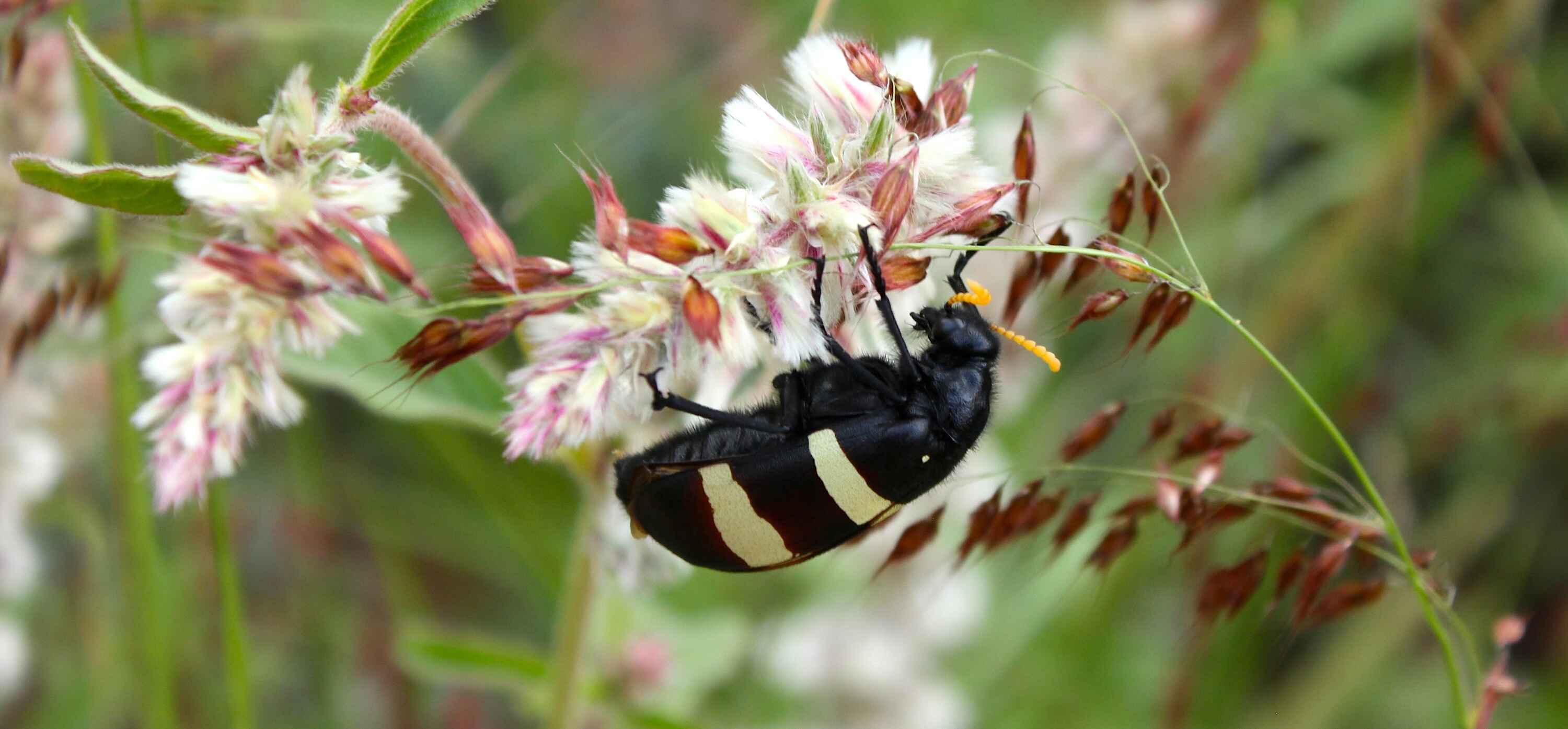 Closeup of a beetle hanging from a flower.