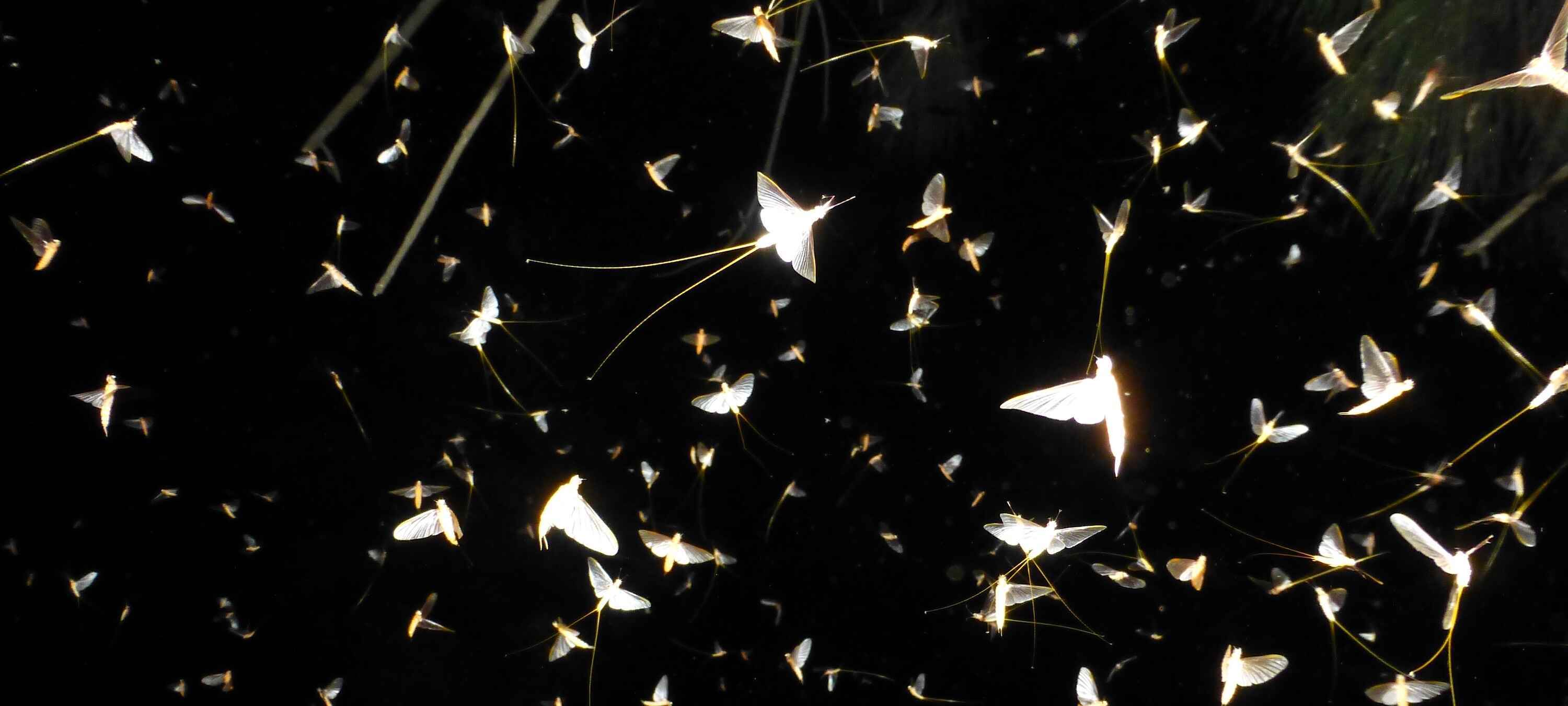 A swarm of tiny flying insects sparkling like angels.