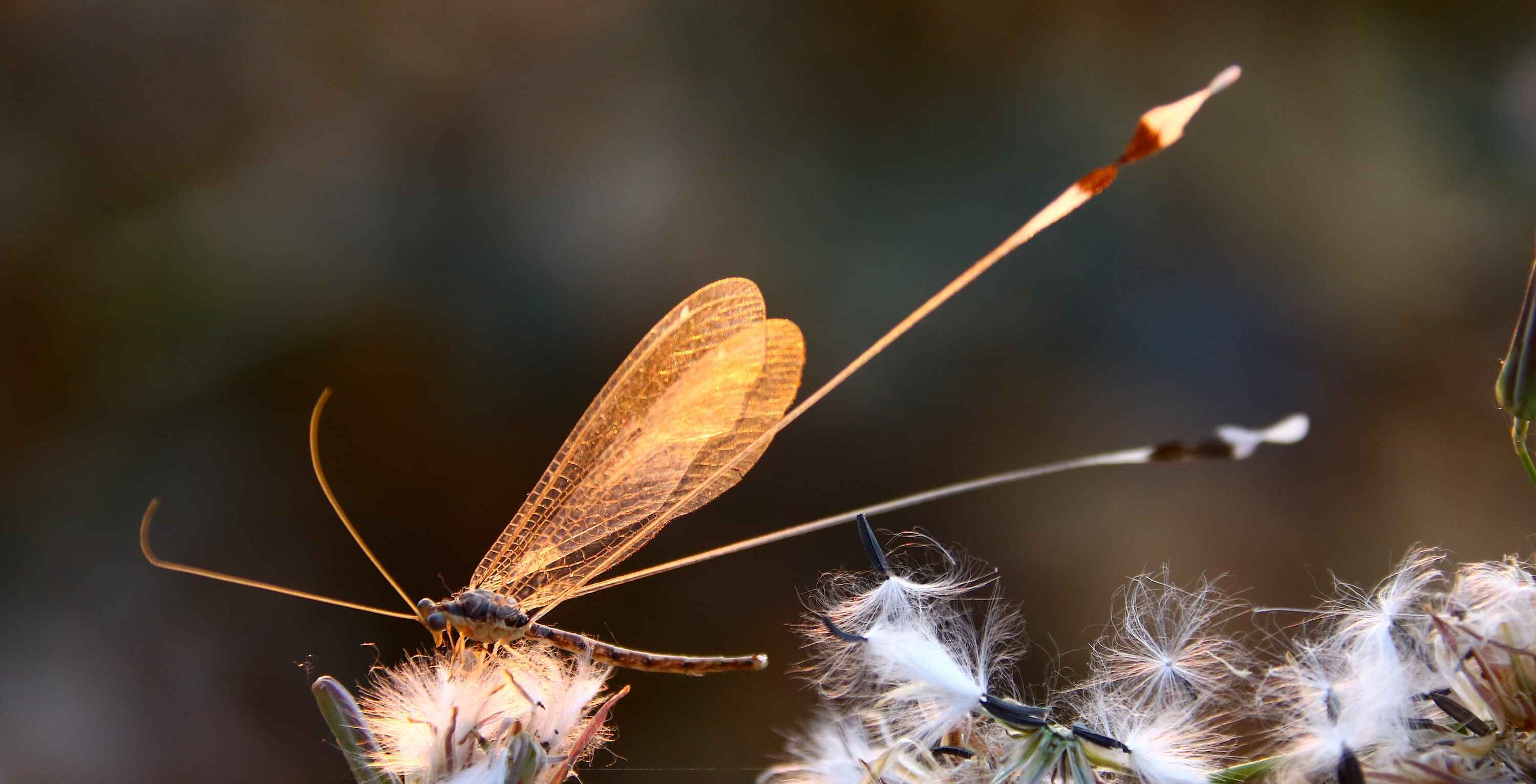 Macro photograph of a beautiful dragonfly balancing on a flower.