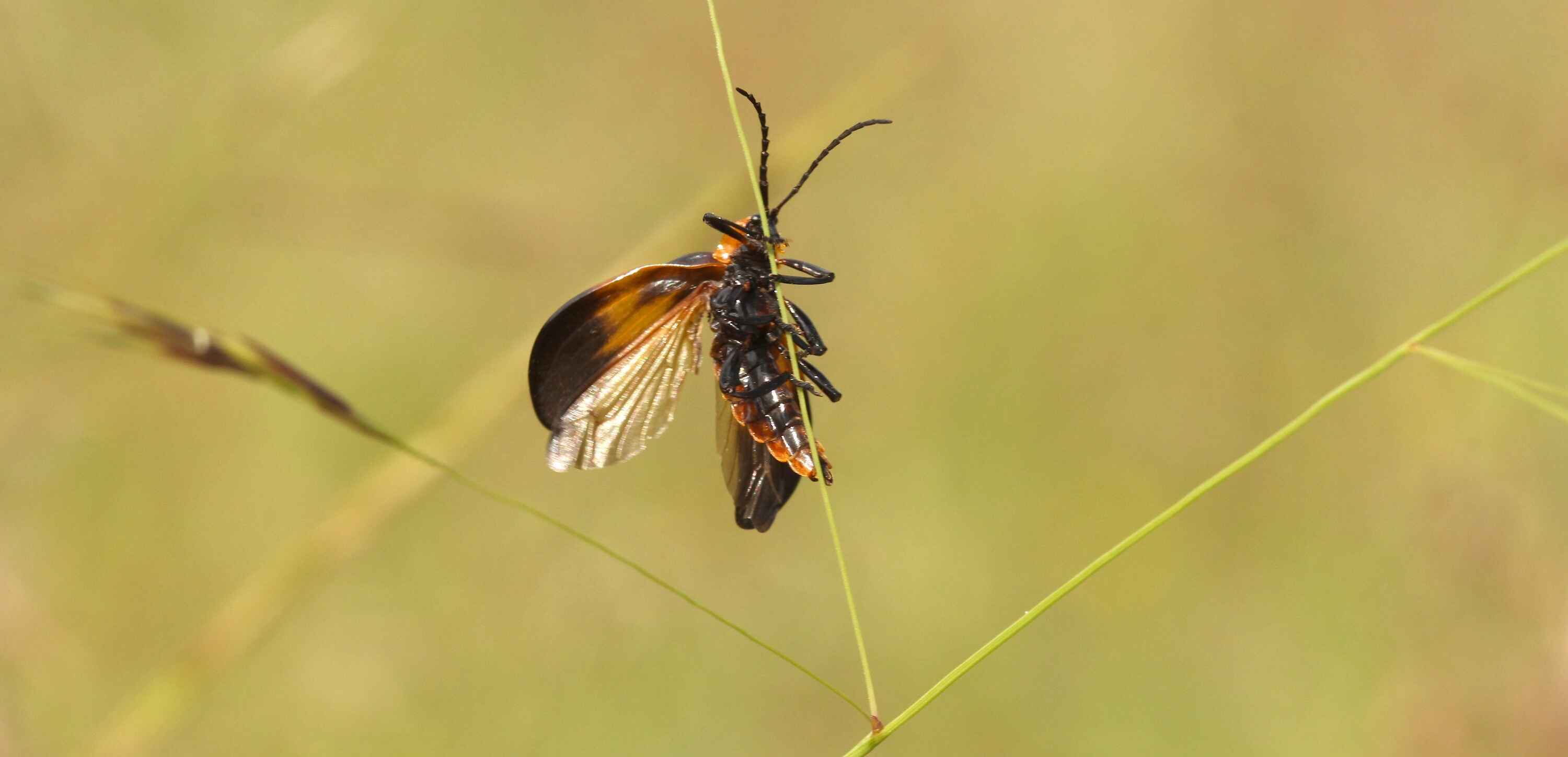 Macro photograph of a golden brown wasp clinging to the thinnest of stems.