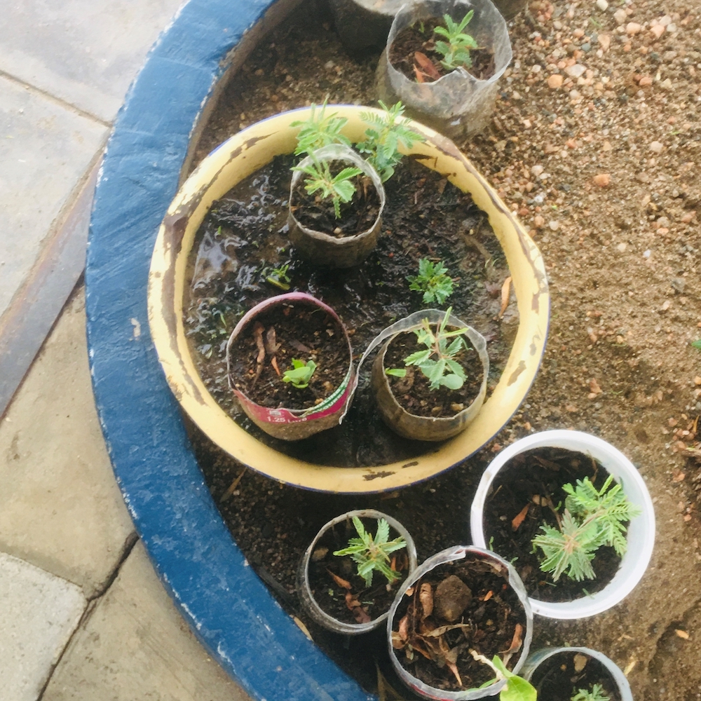 A close-up view of small plants in reused plastic containers.