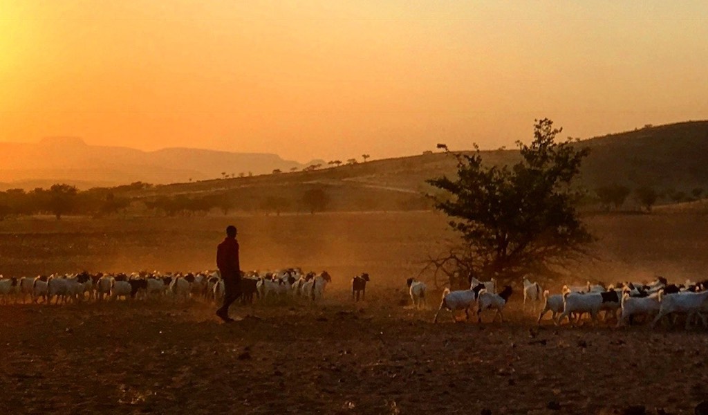 A lone herder walks with a large number of goats as the sun rises in the background.