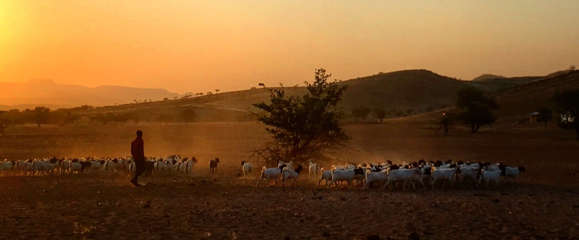 A lone herder walks with a large number of goats as the sun rises in the background.
