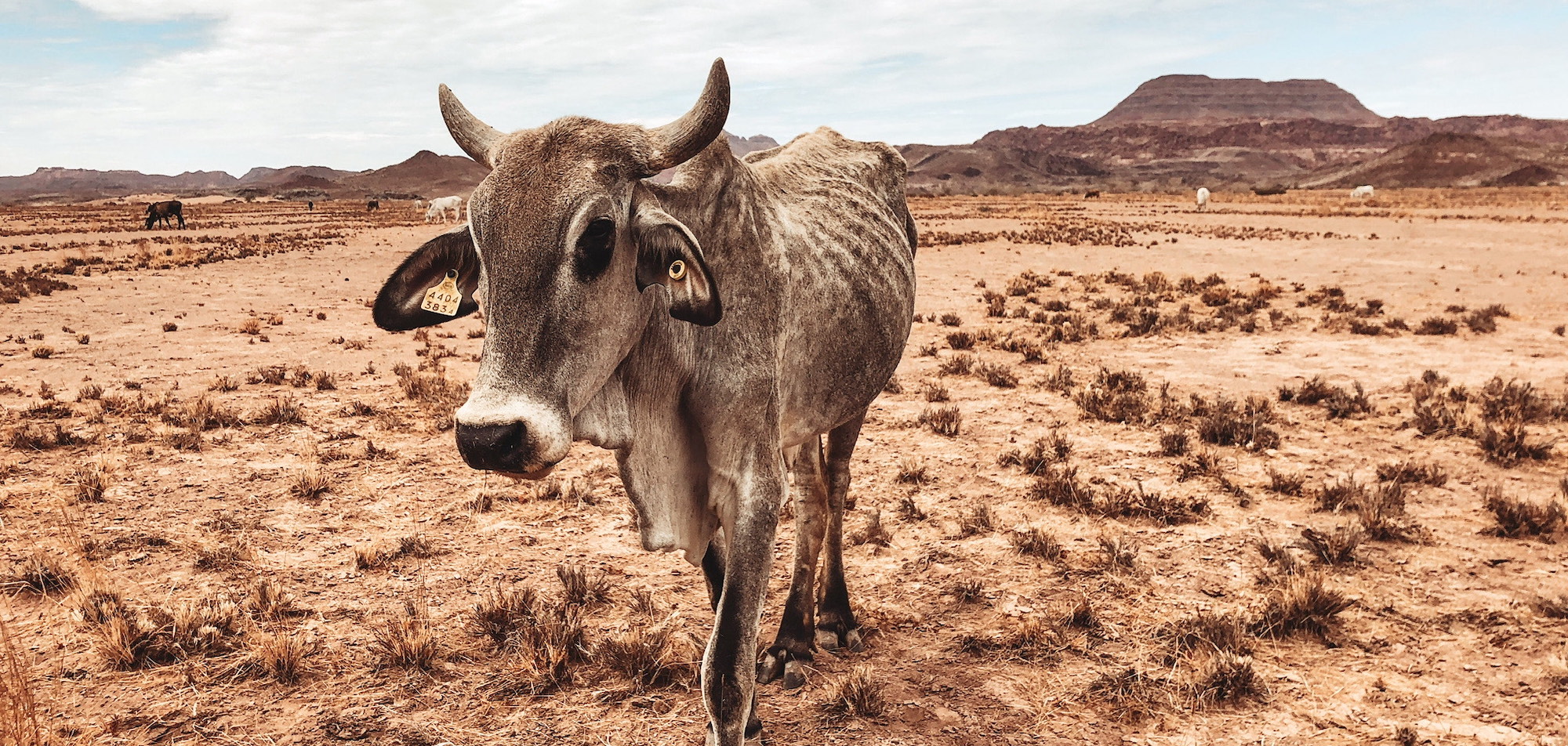 A very thin cow stares at the camera.