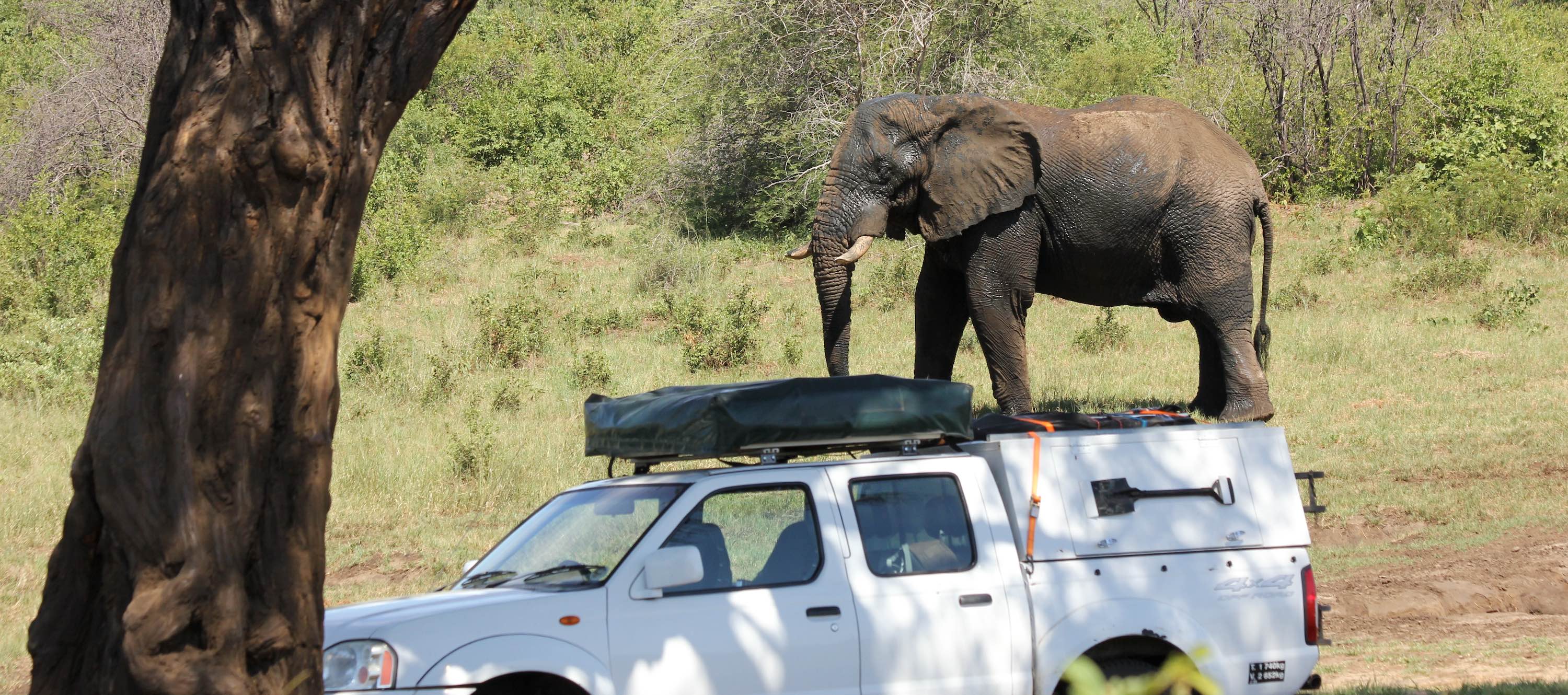 A white 4x4 is parked in the foreground with an elephant in the background.