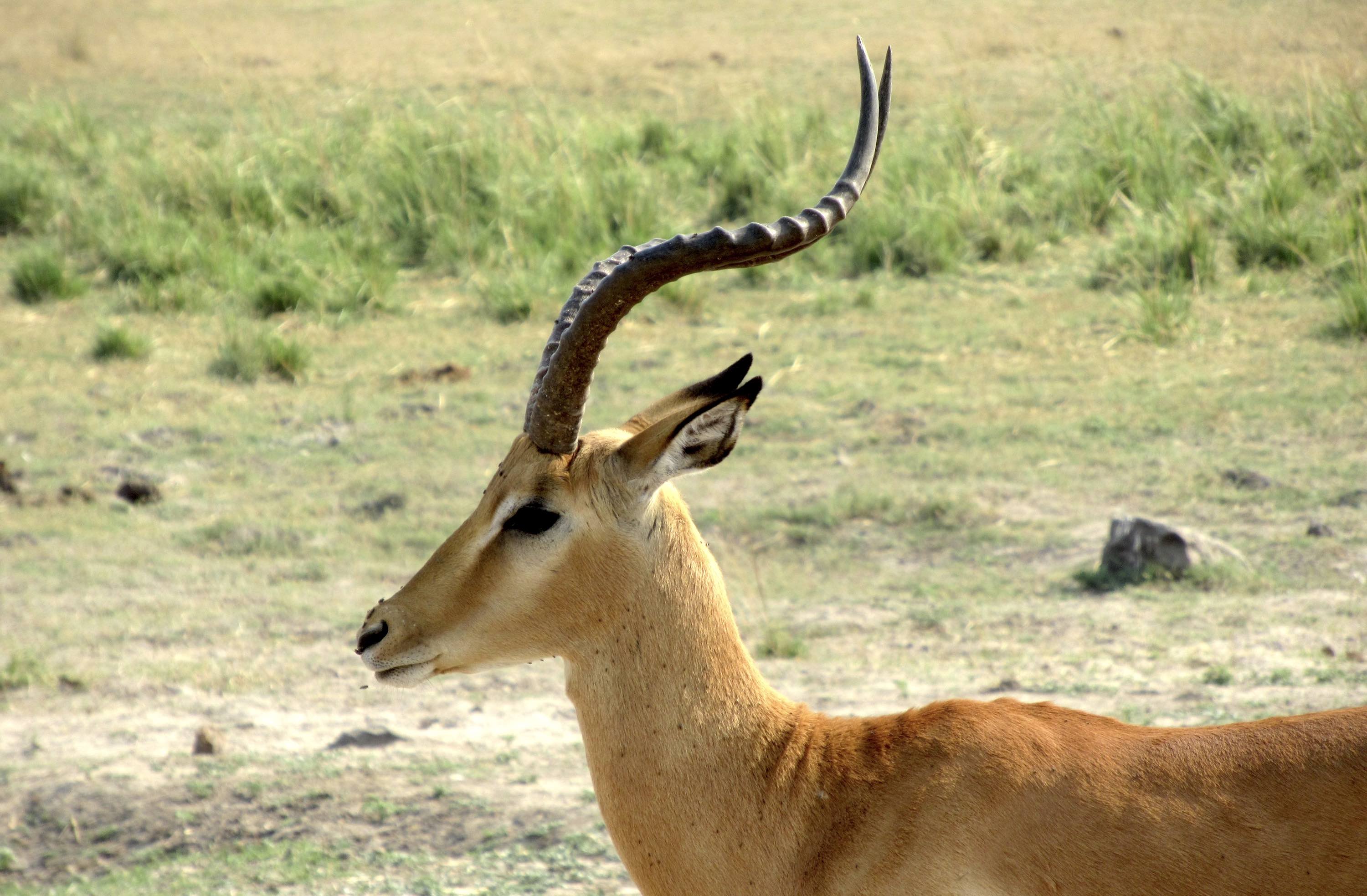 Side view of the head and shoulders of an impala.