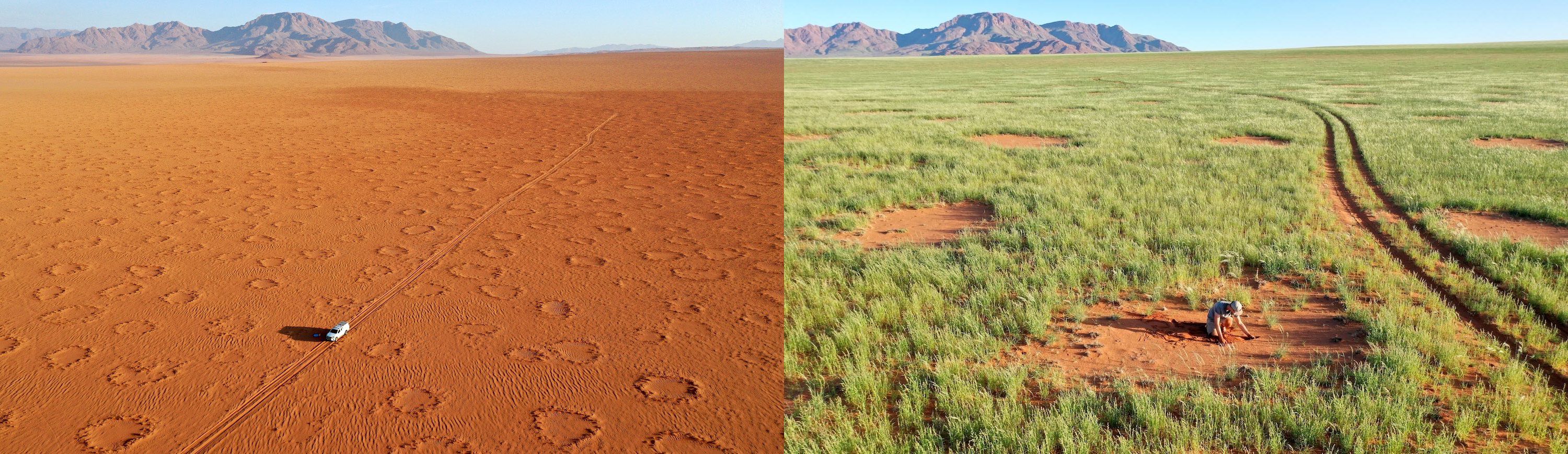 Two images of the same area, one shows fairy circles in the red sand, the other amongst green grasses.